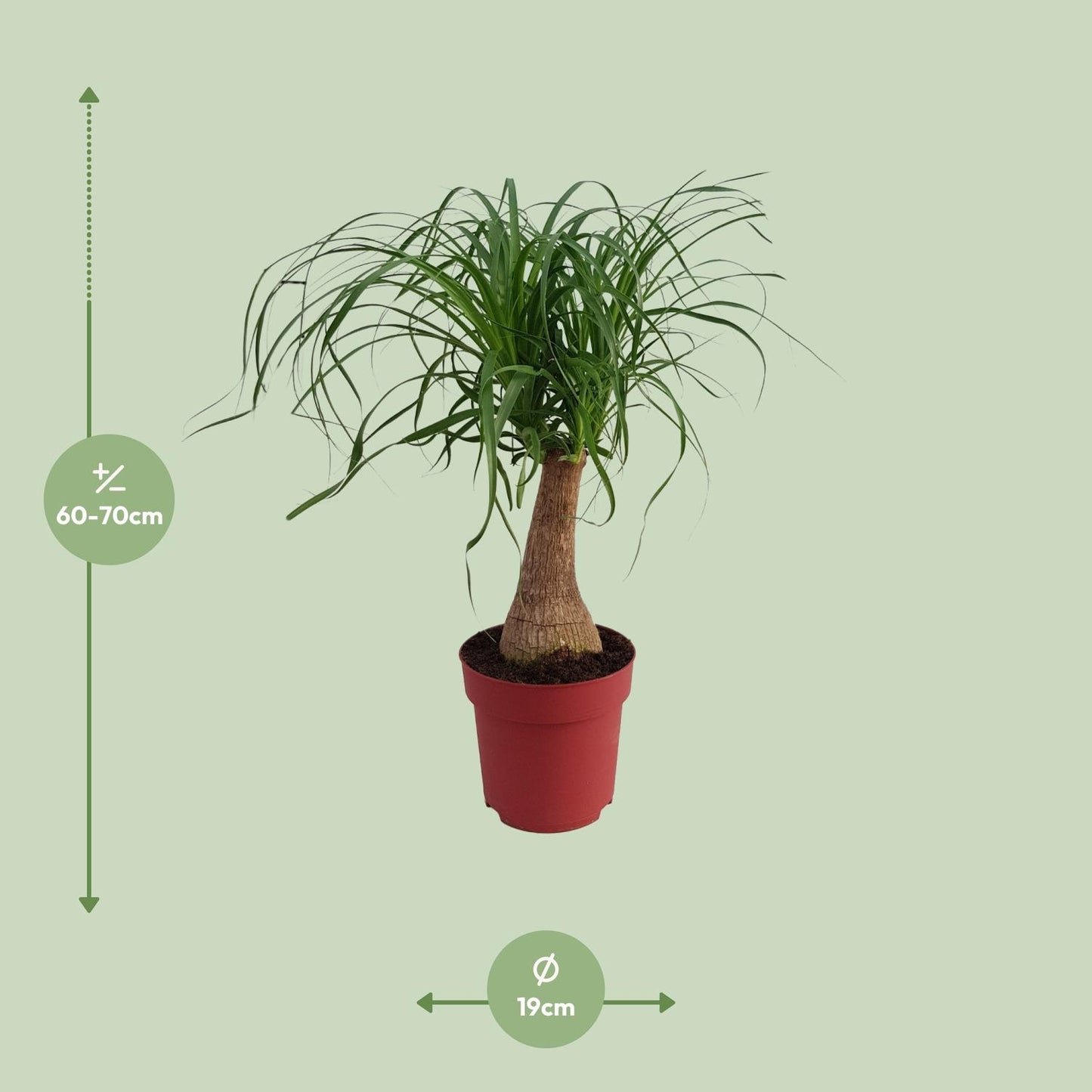 Beaucarnea 'Maya Palm' Stam P19 - Ø19cm - ↕70cm - Pflanzfix24