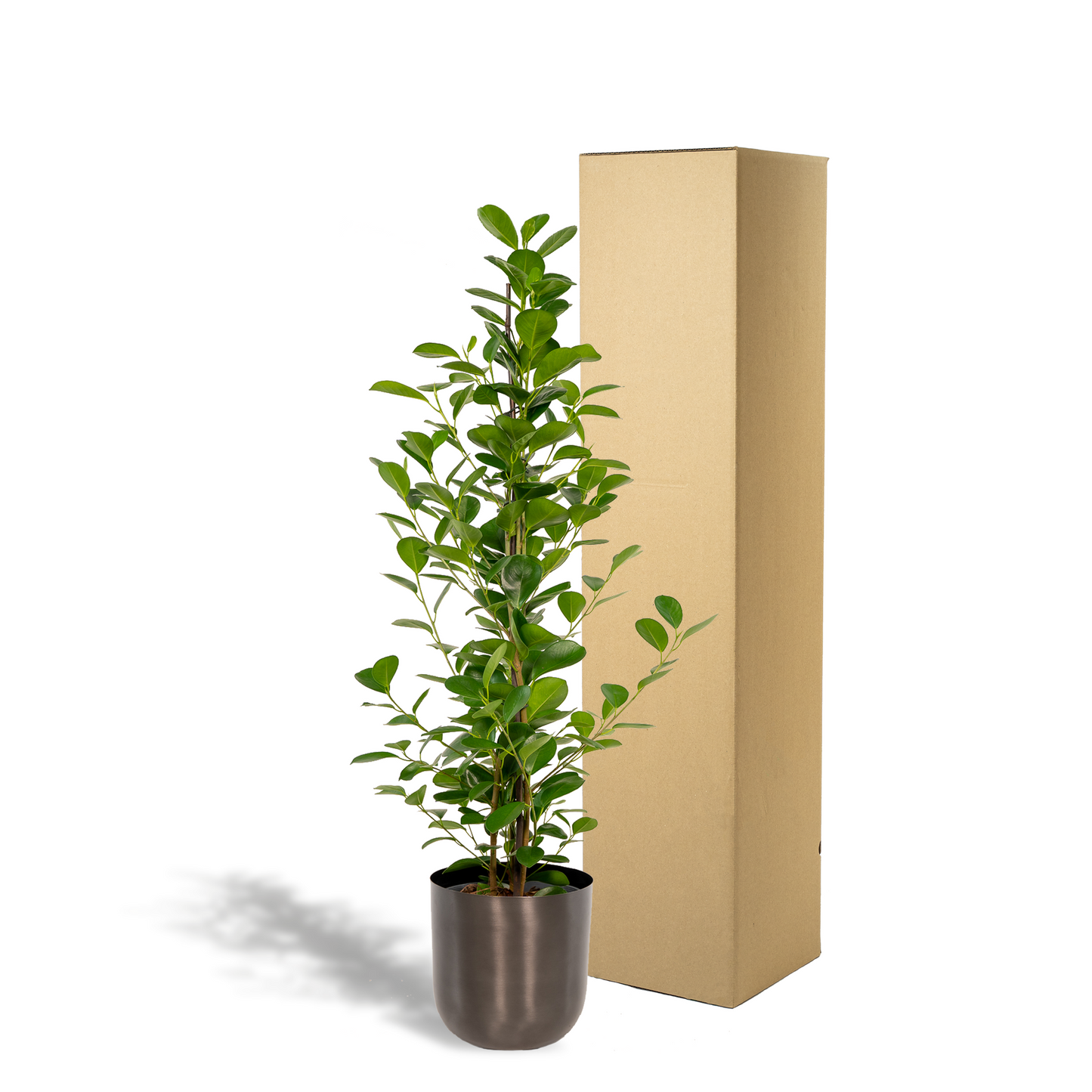 Ficus Microcarpa Moclame - Ø21cm - Pflanzfix24.de - Pflanzfix24.de