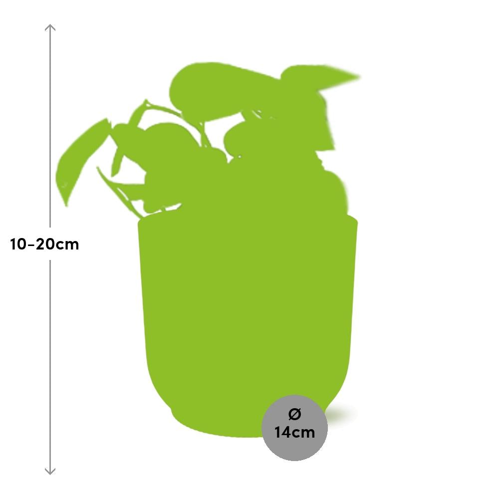 Scindapsus Pictus Trebie 14 cm ELHO Vibes roze | Pflanzfix24