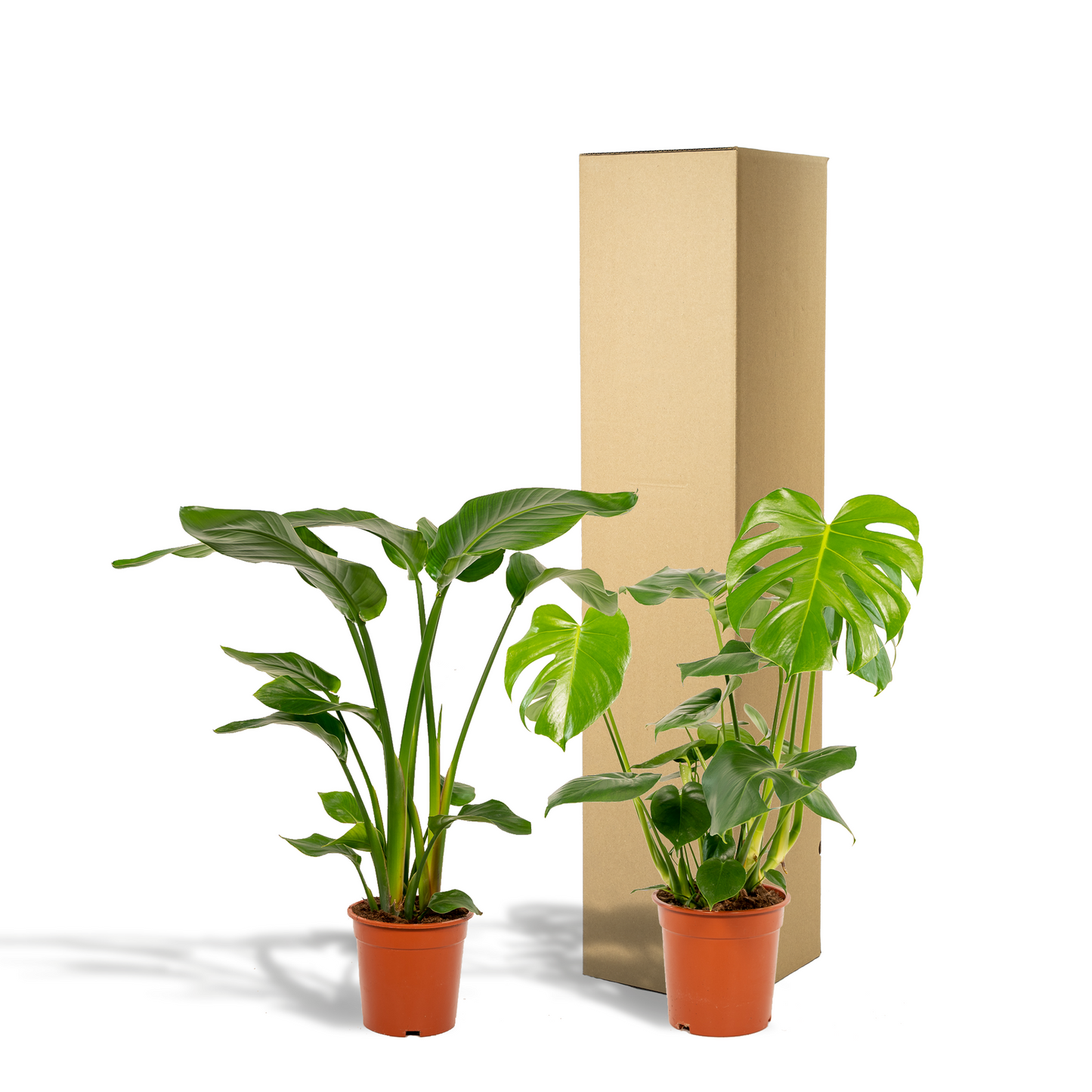 Strelitzia & Monstera Set Zimmerpflanzen – Pflanzfix24.de - Pflanzfix24.de