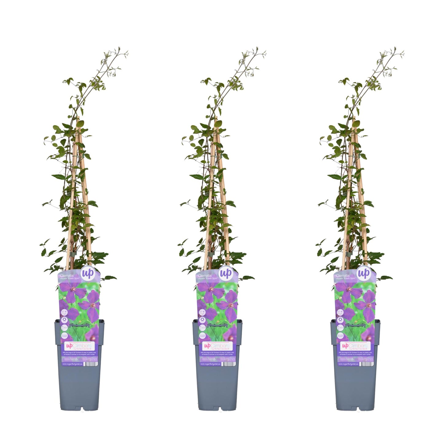 3x - Clematis Viticella 'Polish Spirit' - ↨65cm - Ø15 - Pflanzfix24
