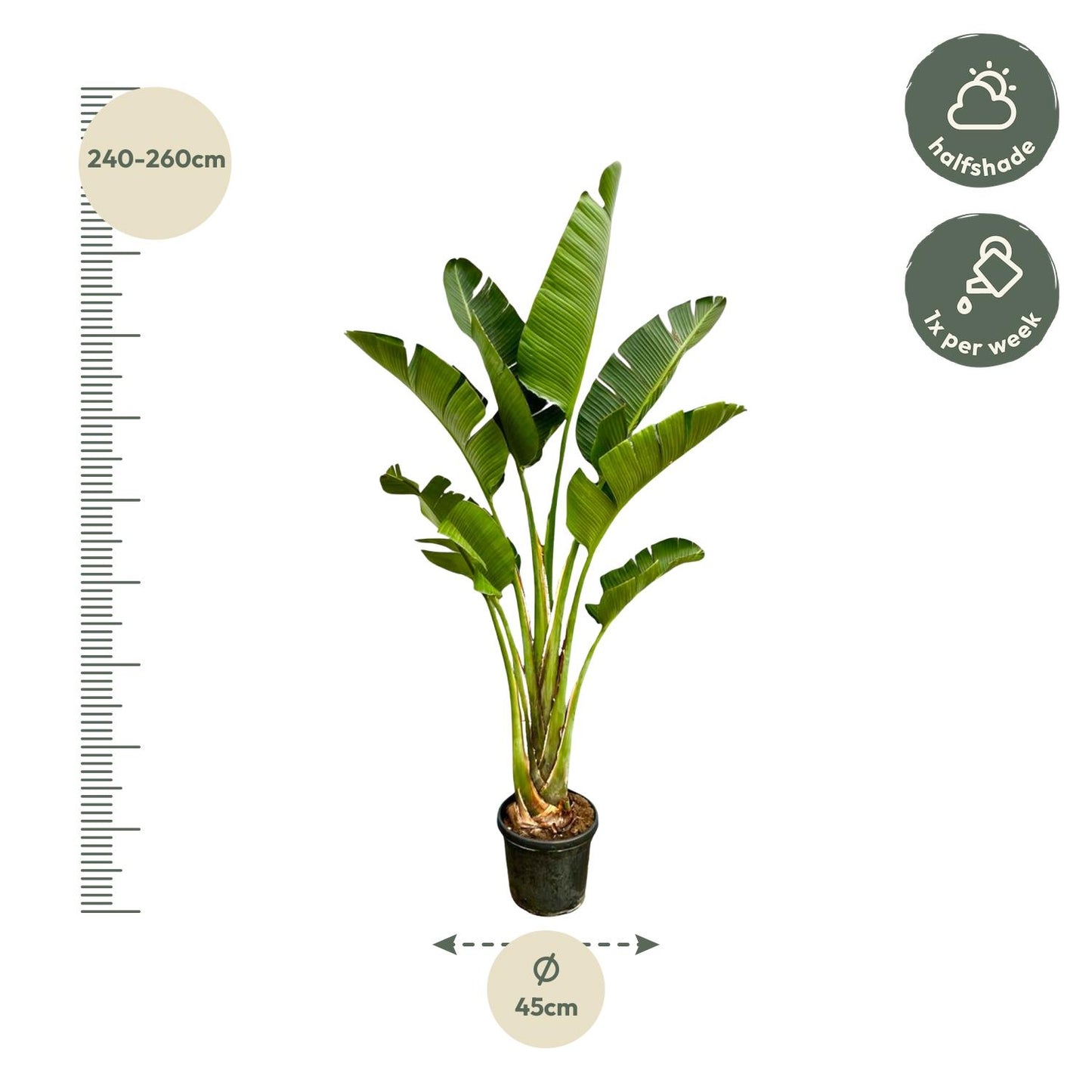 Strelitzia Augusta 250 cm Ø45 – Weiße Paradiesvogel Pflanze | Pflanzfix24.de - Pflanzfix24.de