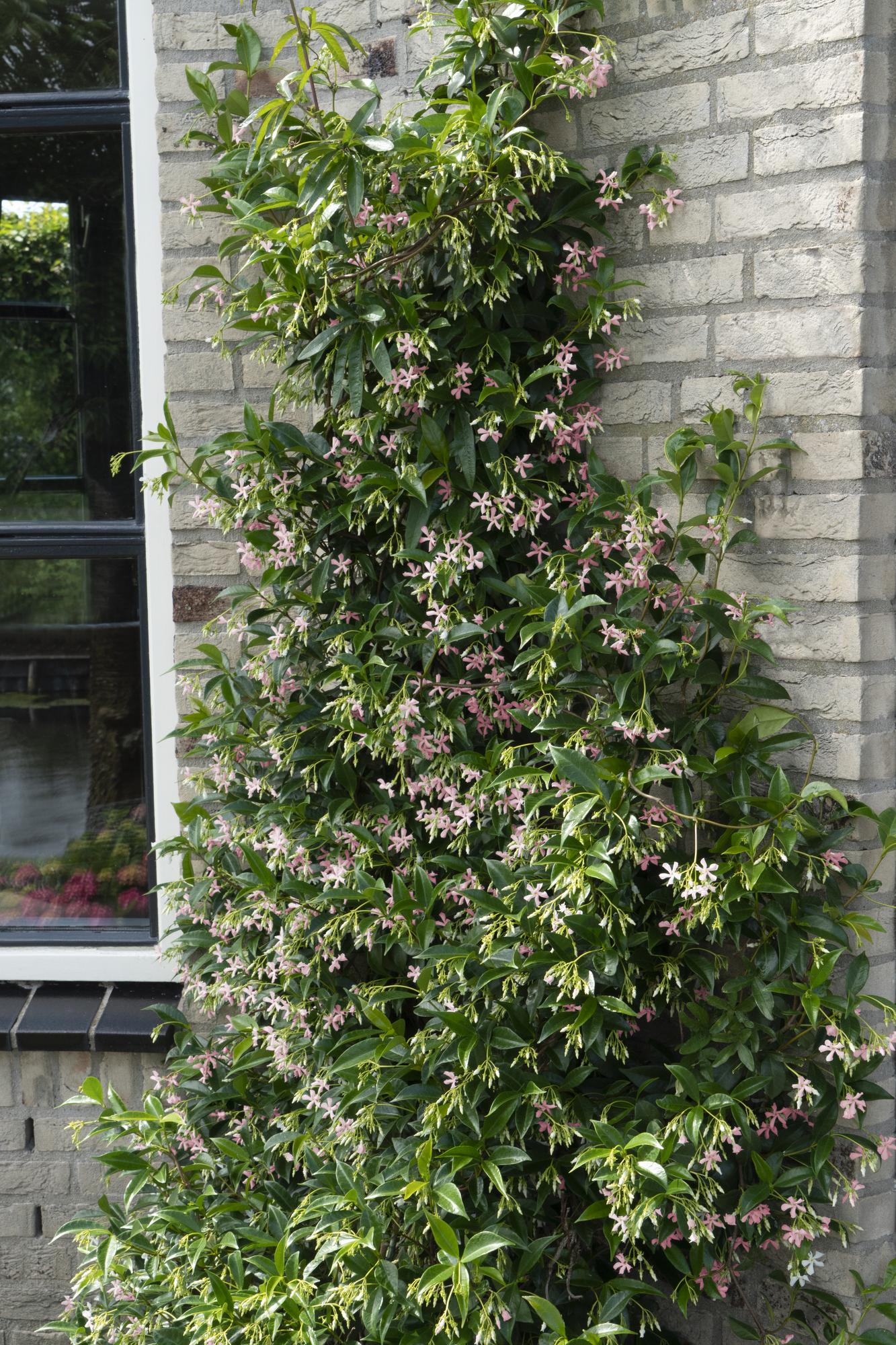 2x - Trachelospermum 'Star of Ibiza' - ↨65cm - Ø15 - Pflanzfix24