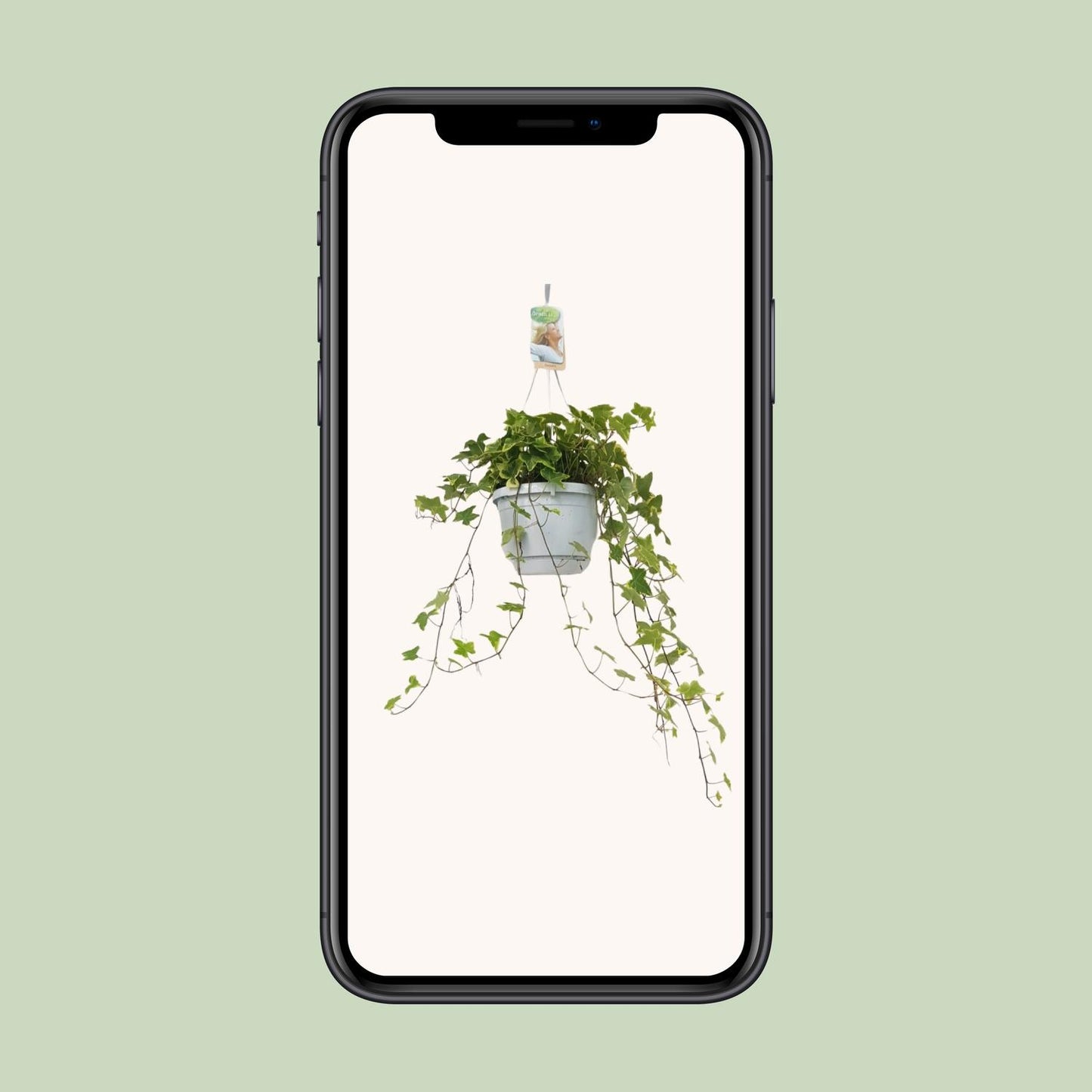 Hedera Helix Geelbont - Hangpot Wit / Basic - Ø17cm - Pflanzfix24