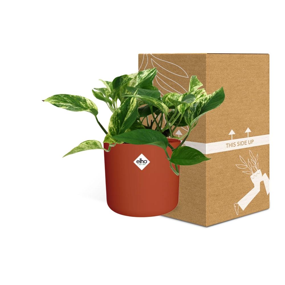 Scindapsus Marble Queen in ELHO b.for soft rond 14cm brique - Pflanzfix24