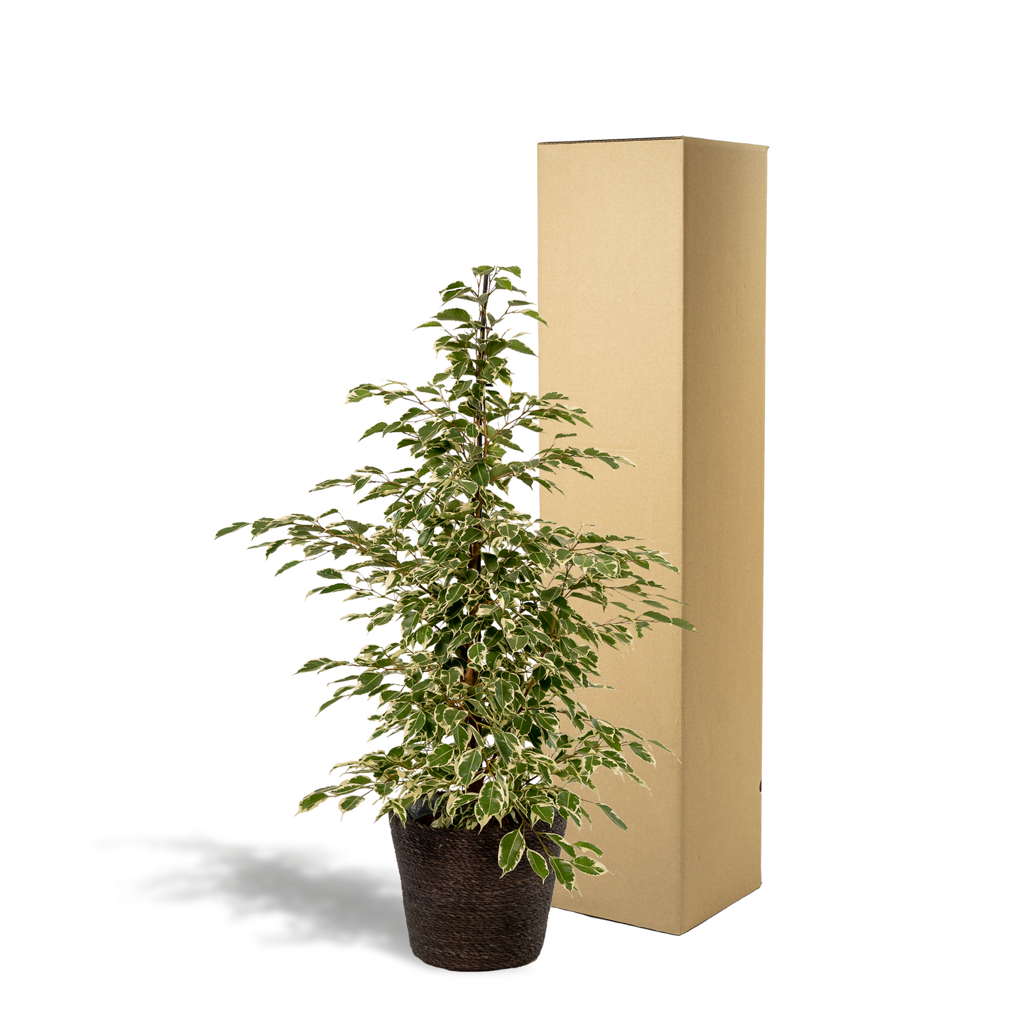 Ficus benjamina Twilight - Ø21cm - ↕95cm + Korb Igmar - Pflanzfix24