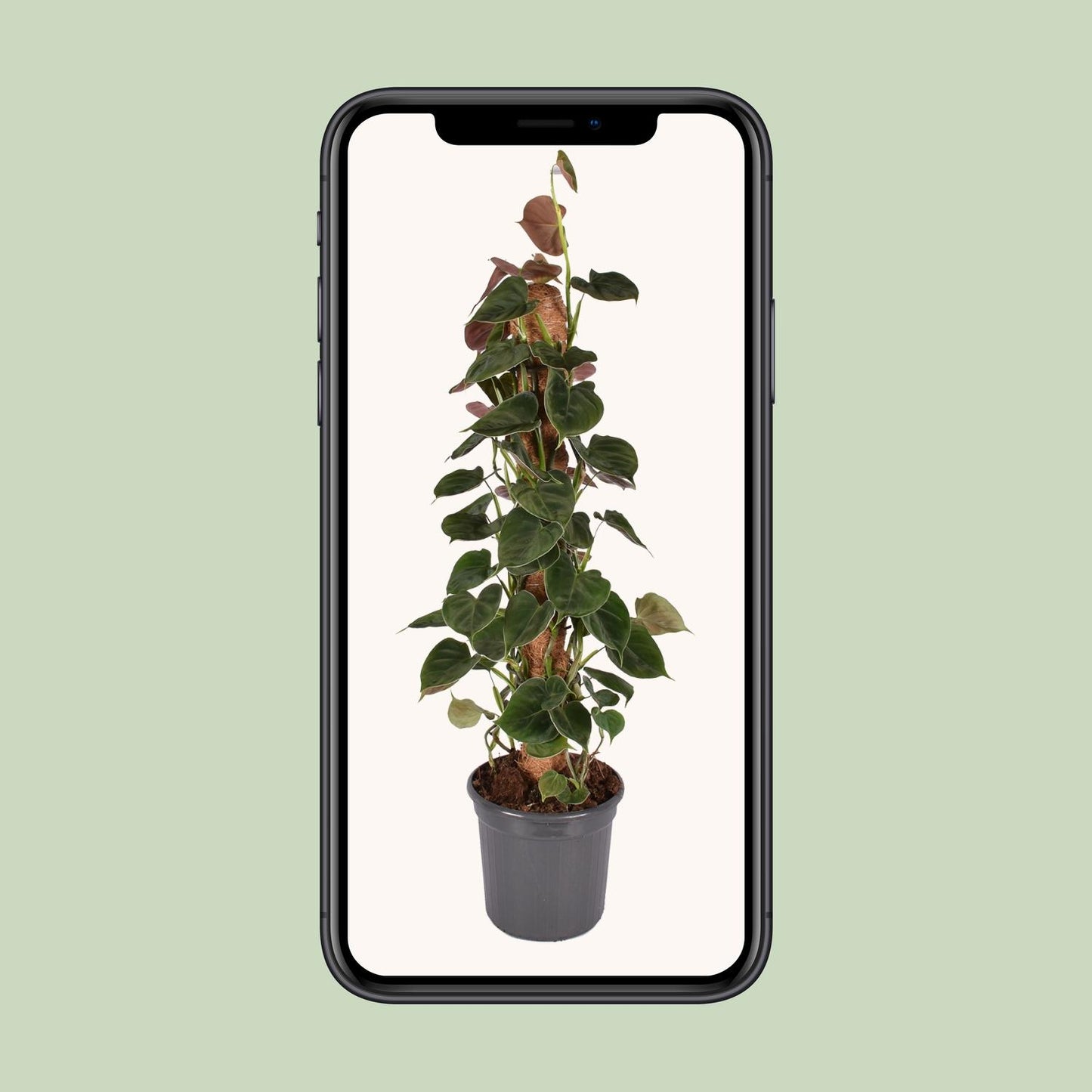 Philodendron Lupinum Mosstok - Pflanzfix24