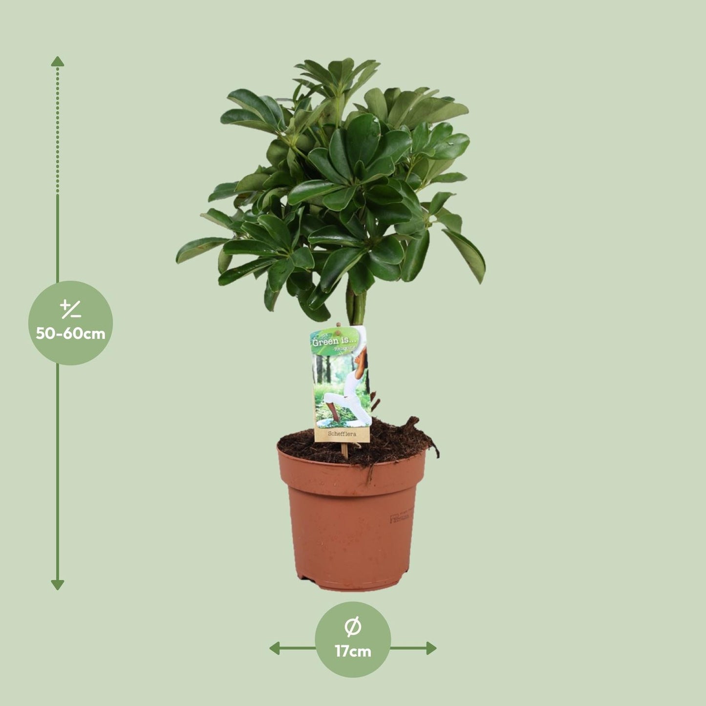 Schefflera Nora - Gevlochten Stam - Ø17cm - ↕60cm - Pflanzfix24