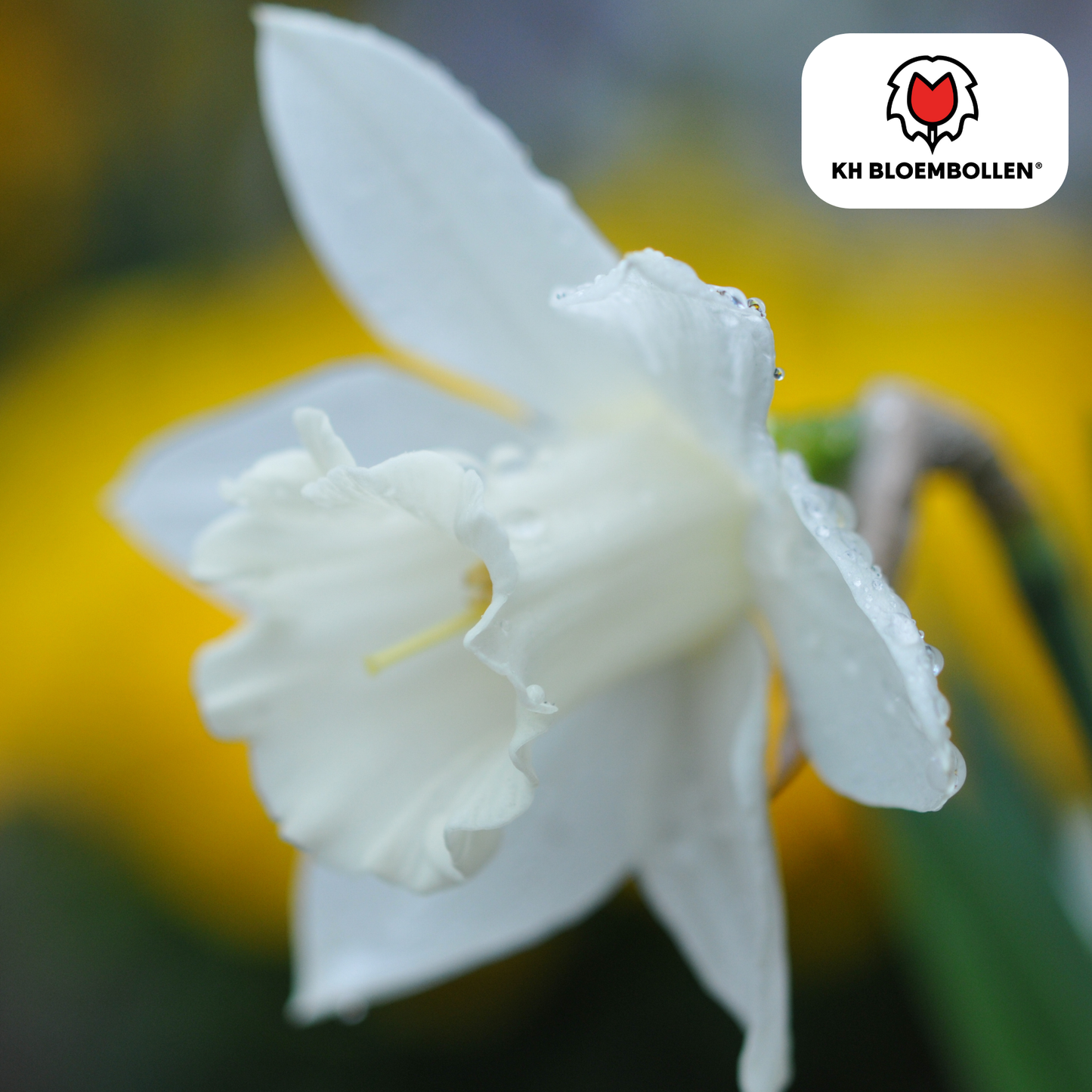 Snow Baby Narcis 20er Pack - Pflanzfix24