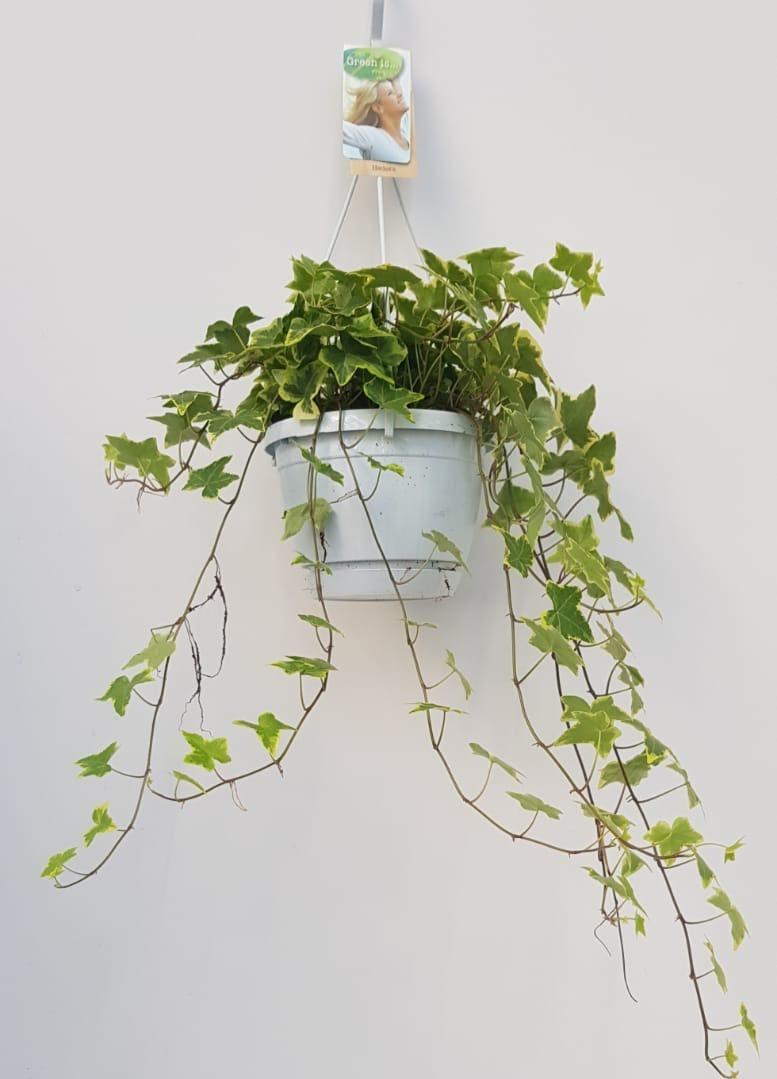 Hedera Helix Geelbont - Hangpot Wit / Basic - Ø17cm - Pflanzfix24