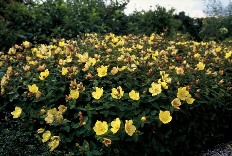 12x Hypericum dummeri ‘Peter Dummer’ Ø9cm | Gelber Bodendecker | Pflanzfix24.de - Pflanzfix24.de