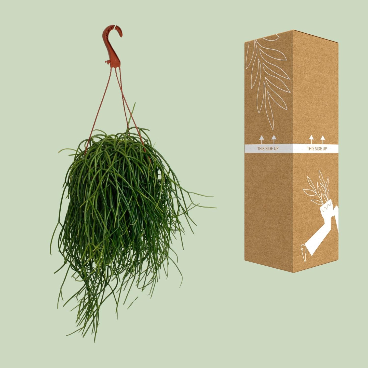 Rhipsalis Shaferi - Ø17cm - ↕45cm - Pflanzfix24