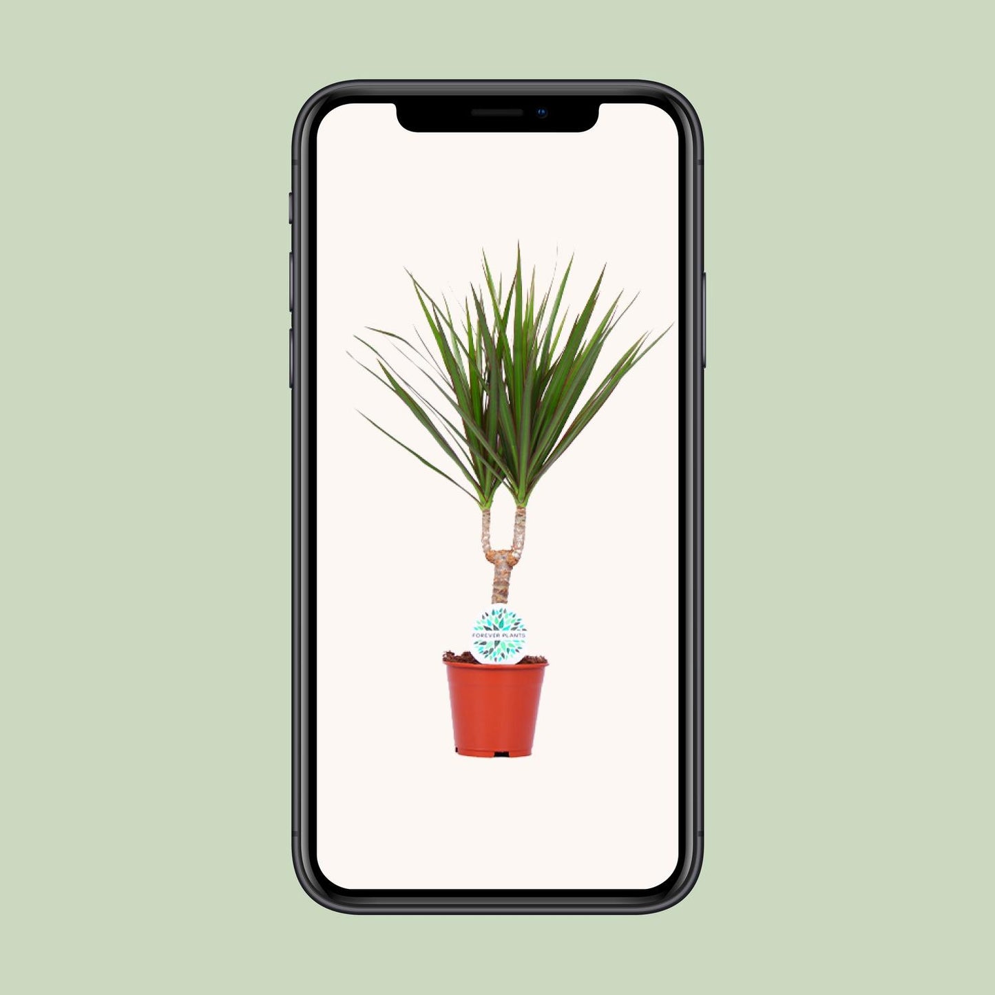 Dracaena Marginata - Ø14cm - ↕55cm bei Pflanzfix24