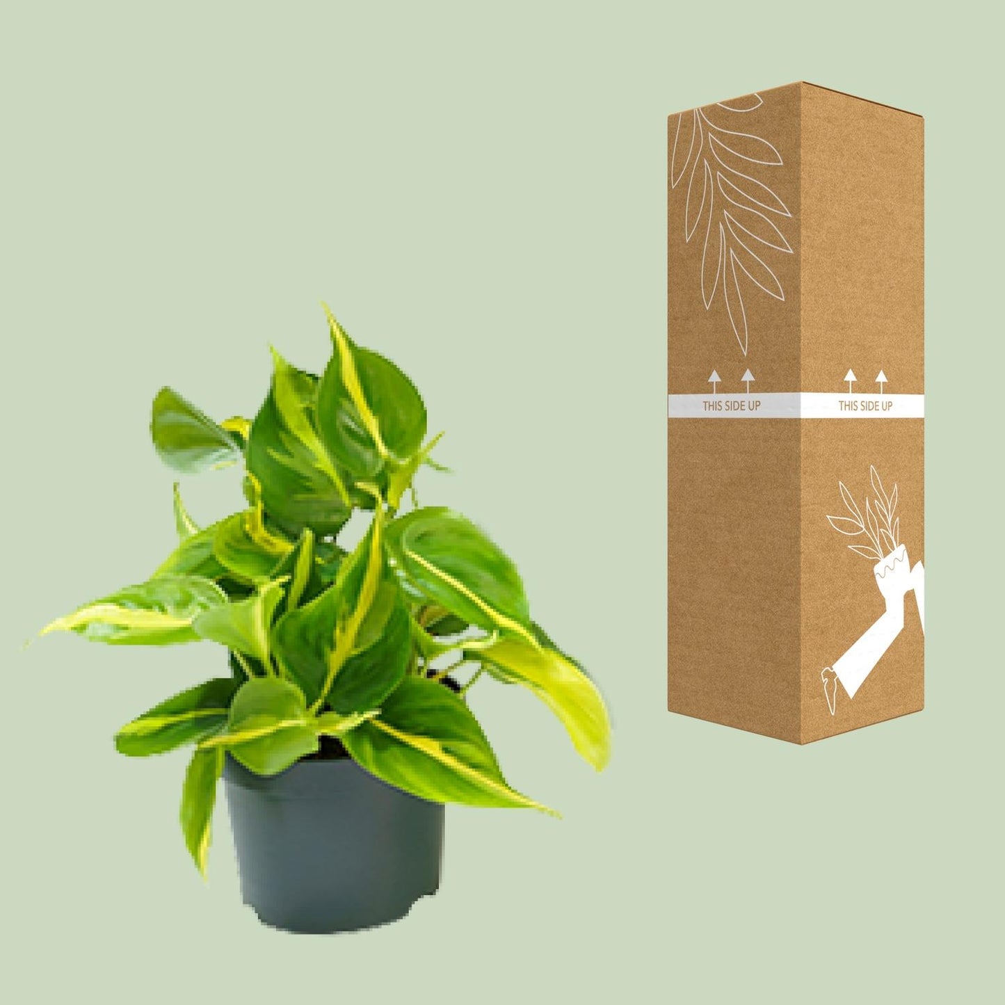 Philodendron Scandens Brasil 15cm Ø12cm – Zimmerpflanze | Pflanzfix24.de - Pflanzfix24.de