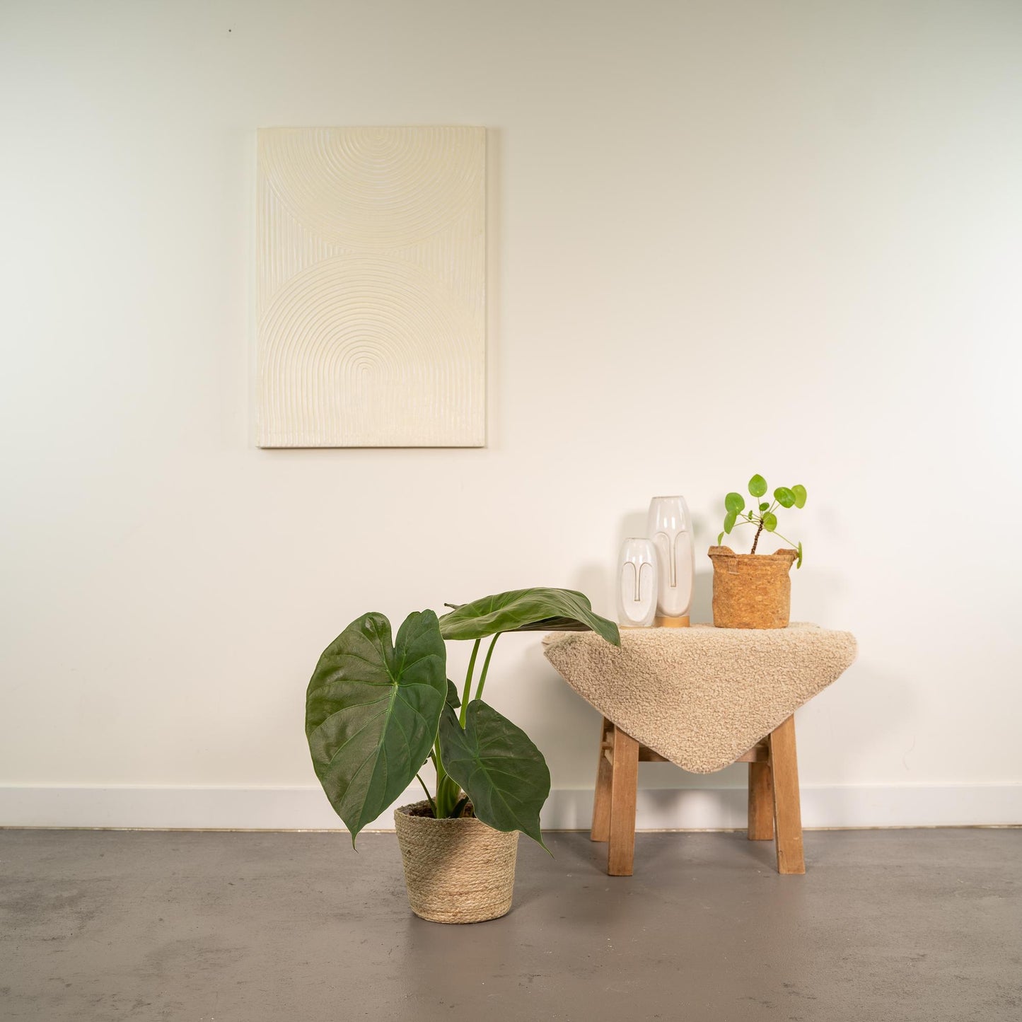 Alocasia Wentii Ø19cm mit Korb – luftreinigende Zimmerpflanze | Pflanzfix24