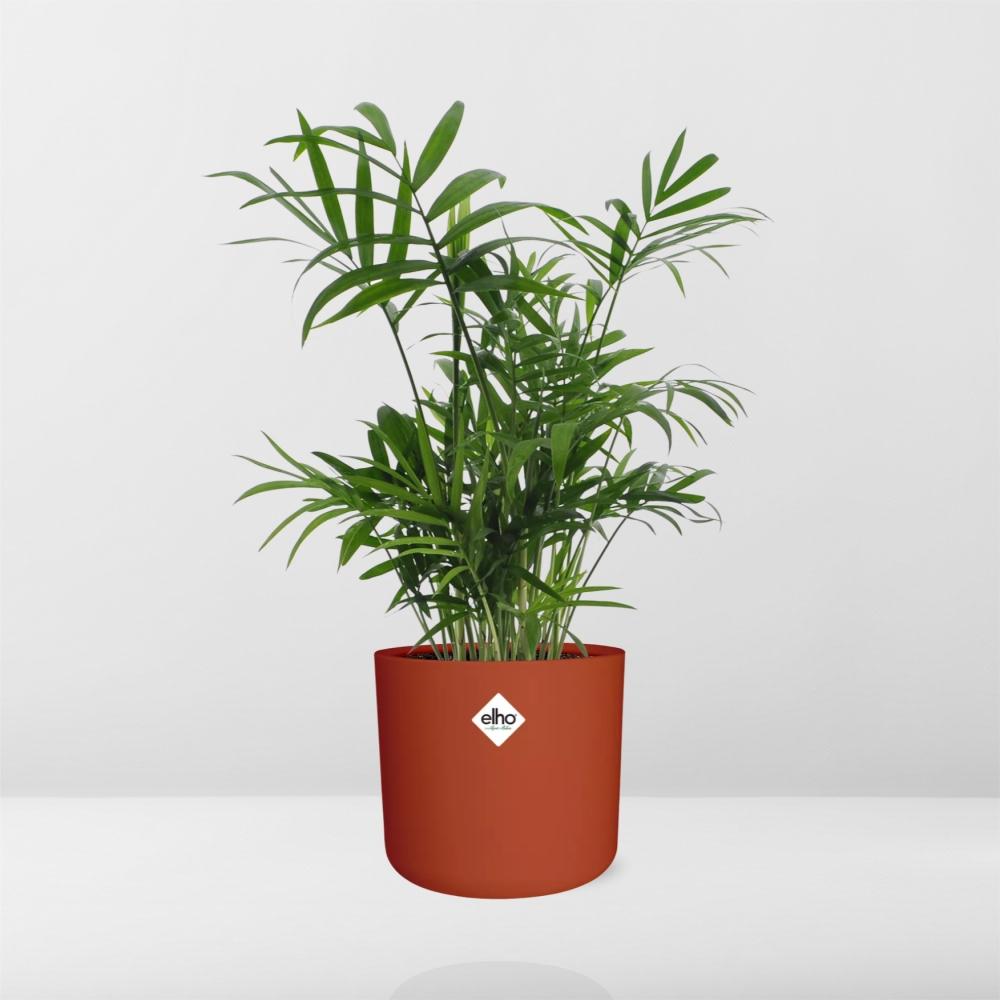 Chamaedorea in ELHO b.for soft rond 14cm brique - Pflanzfix24