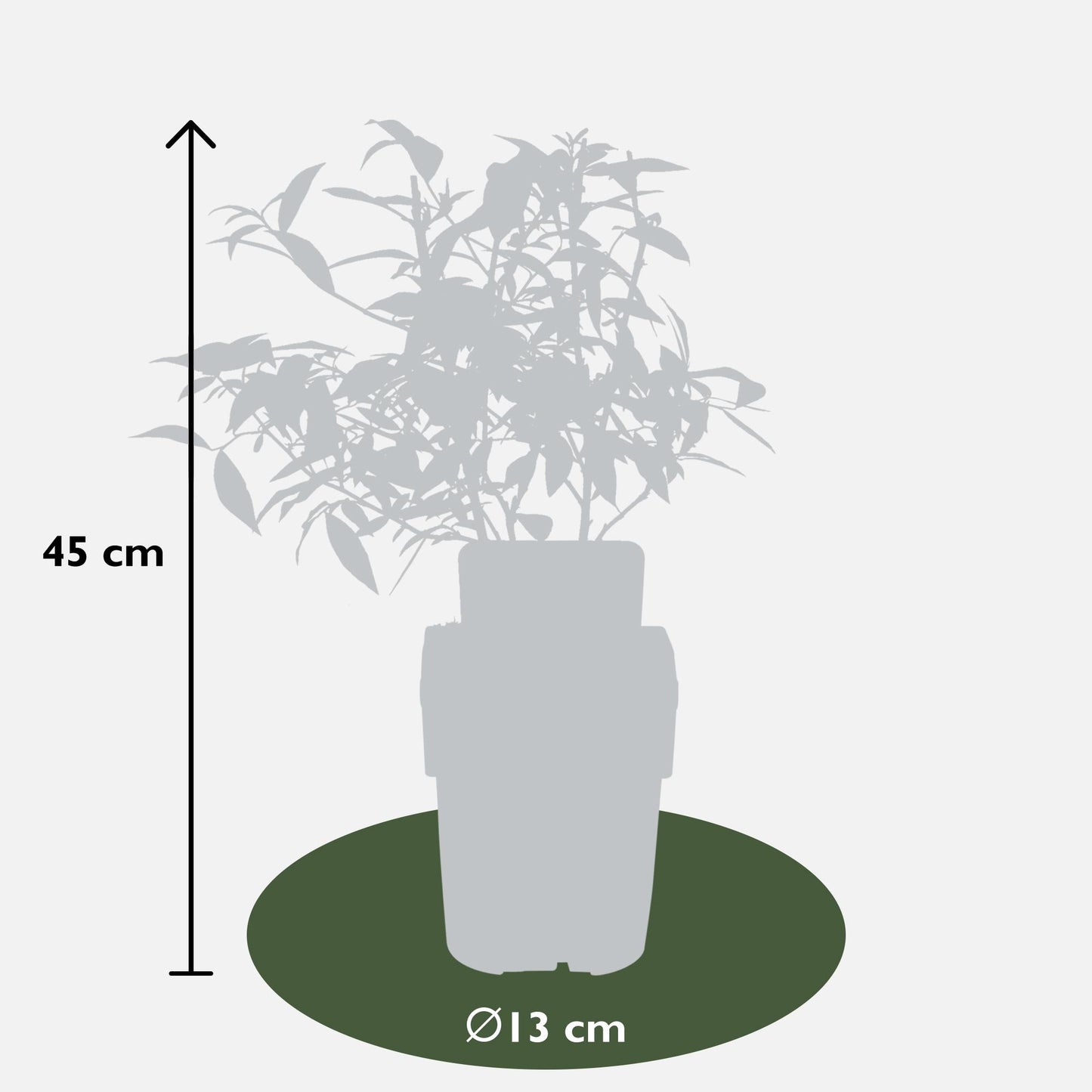 3x - Vitis Pixie mix - ↨30cm - Ø14 - Pflanzfix24