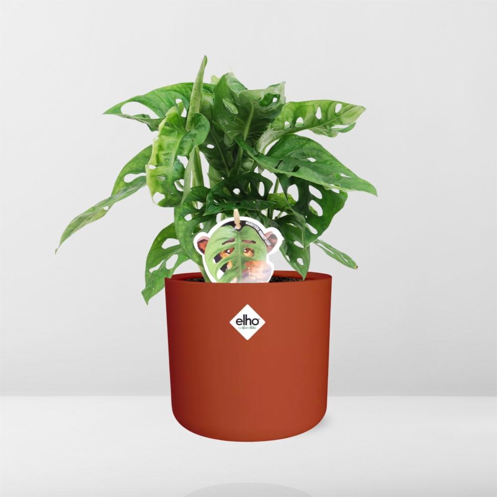 Monstera ‘Monkey Leaf’ in ELHO b.for soft rond 14cm brique - Pflanzfix24