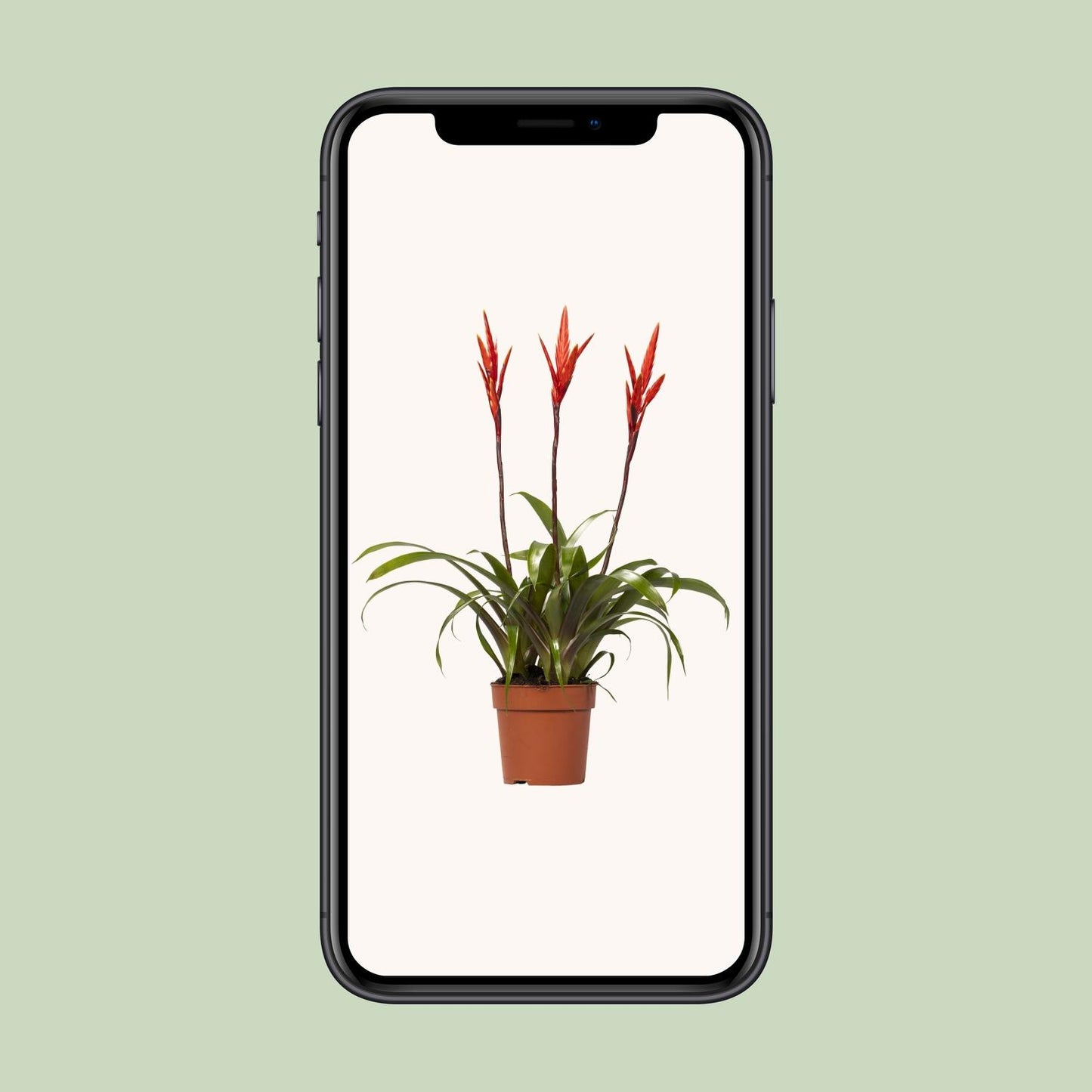 Vriesea Zimmerpflanze Ø12cm, 55cm hoch – Pflanzfix24.de - Pflanzfix24.de