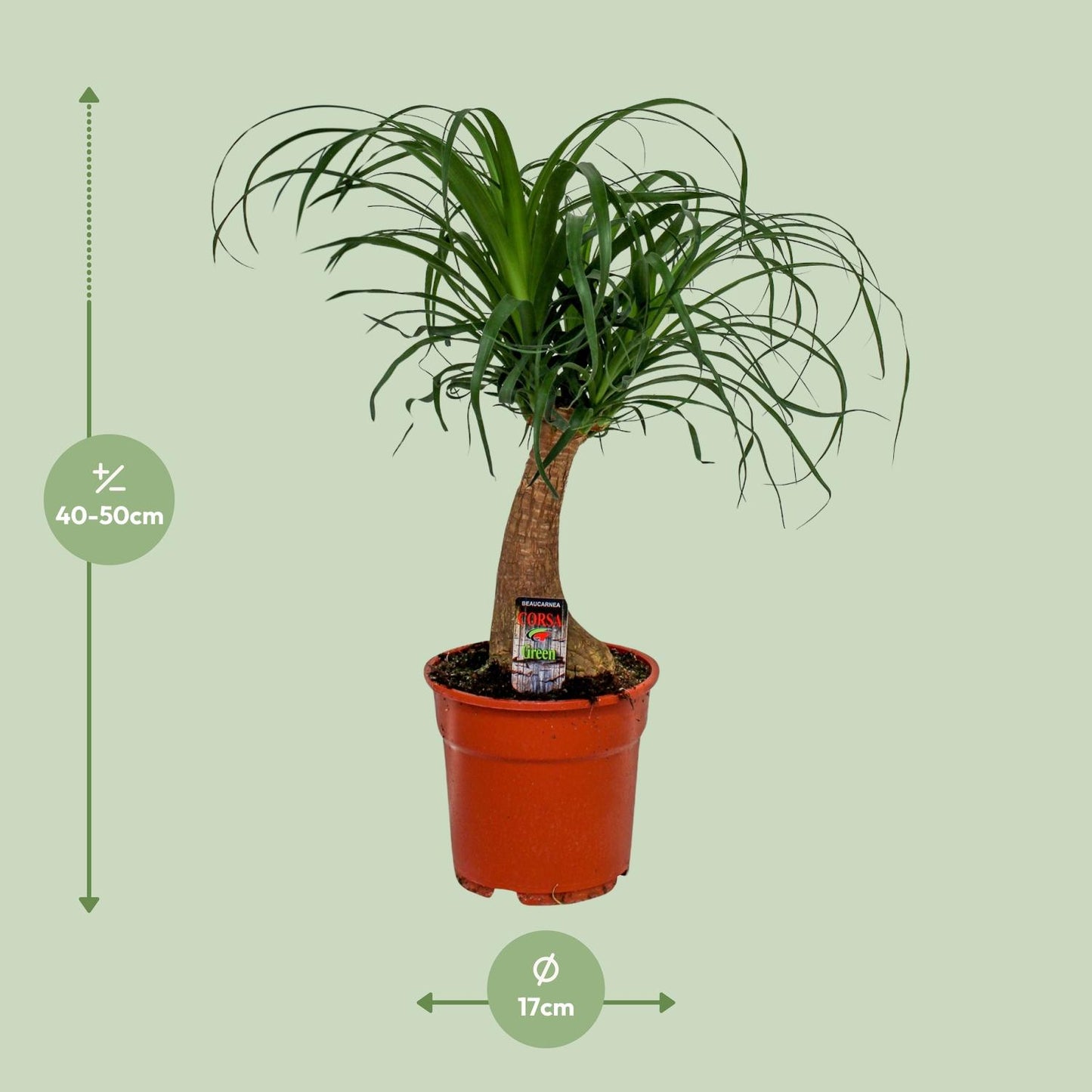 Beaucarnea Recurvata - Ø17cm - ↕55cm - Pflanzfix24