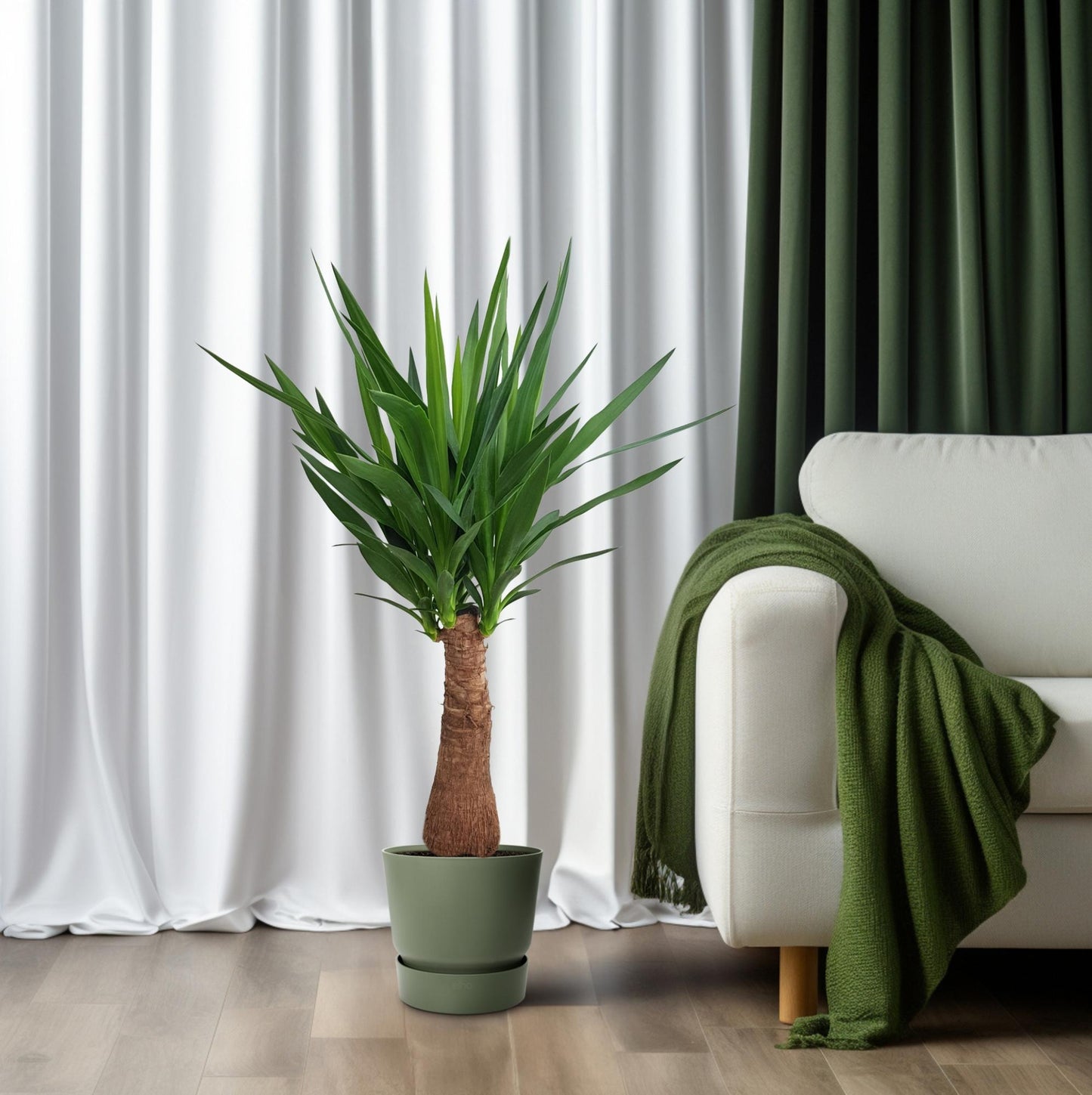 Yucca Maya Tree Ø21cm – 100cm hoch | Pflanzfix24.de - Pflanzfix24.de