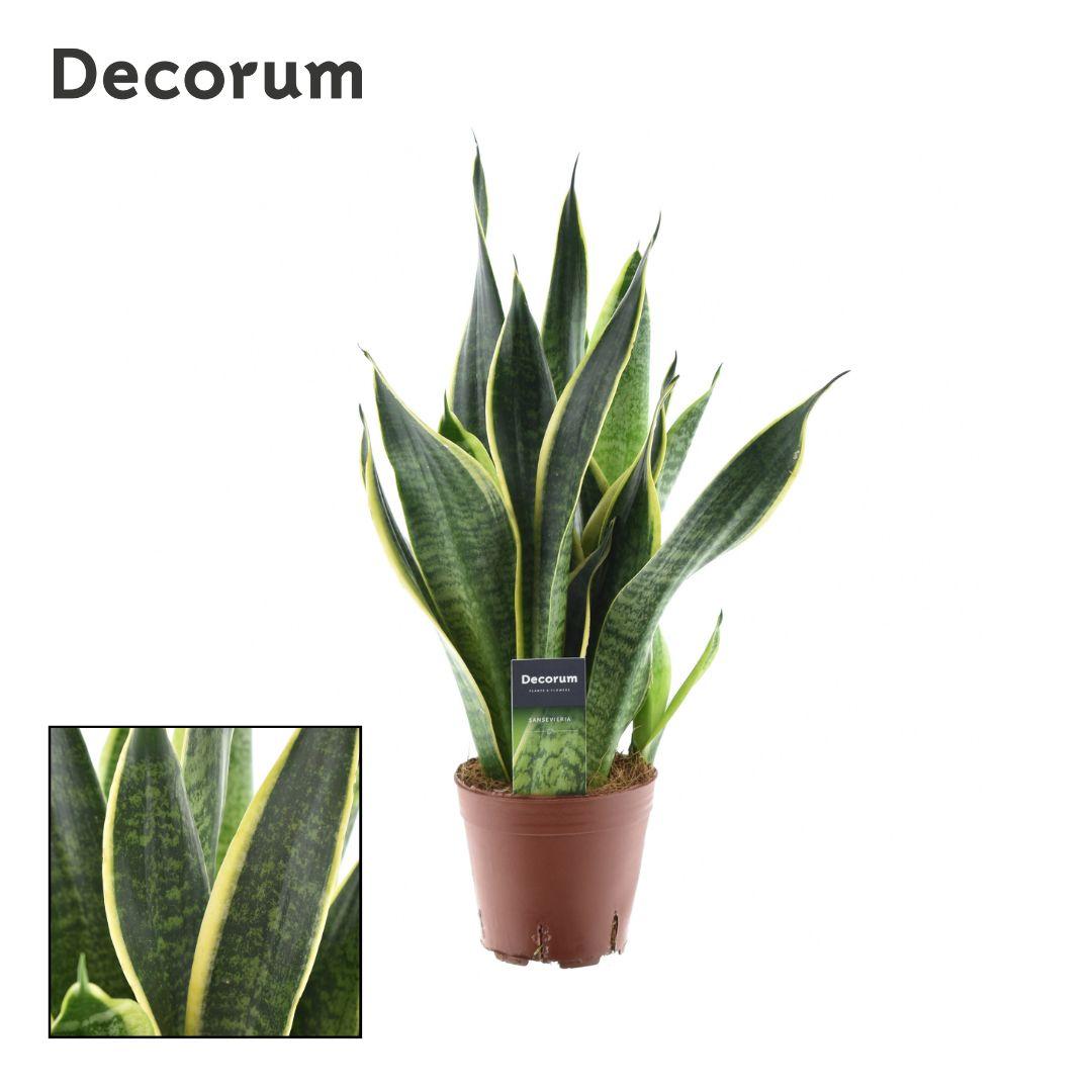 Sansevieria Futura Superba - Ø14cm - ↕45cm - Pflanzfix24