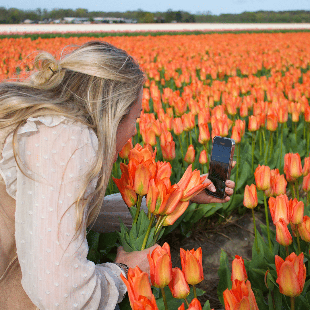 Orange Emperor Tulpe - 15 Blumenzwiebeln - Größe 12+ - Pflanzfix24