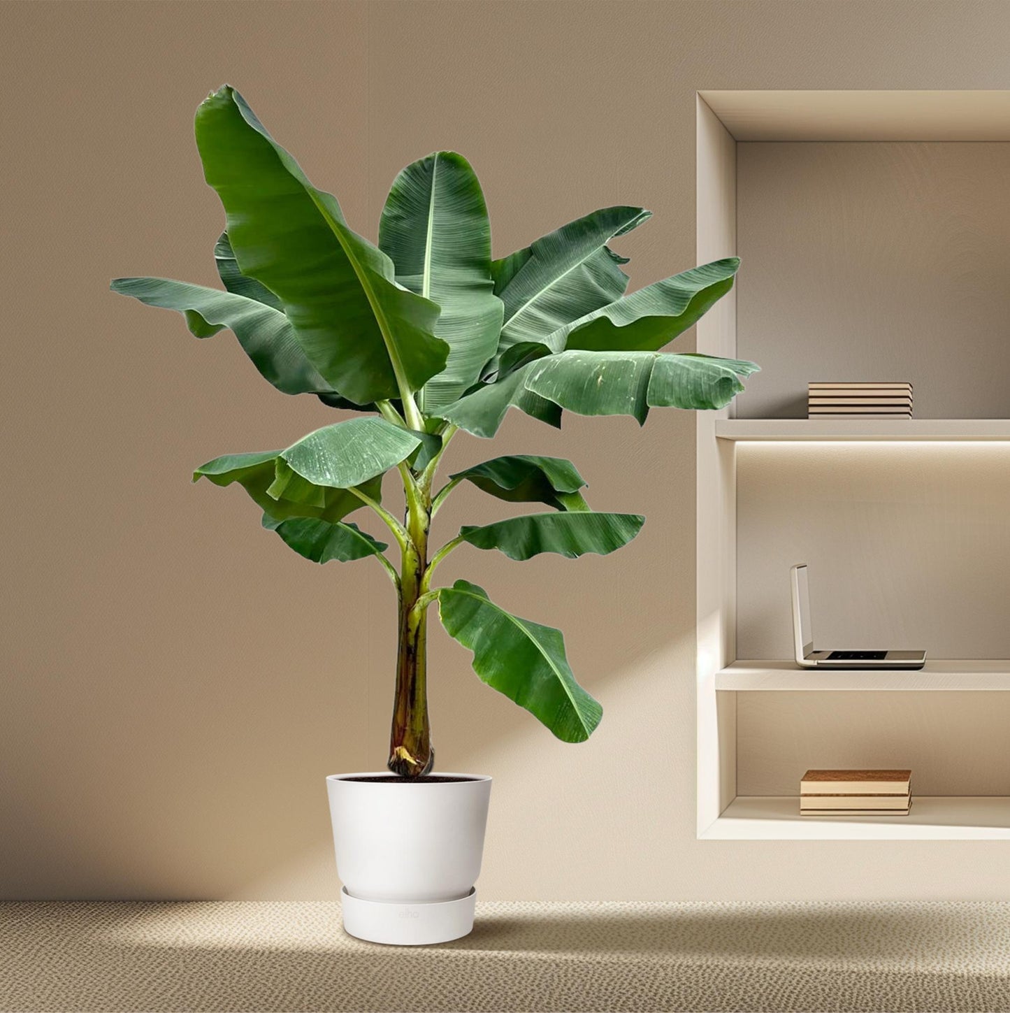 Bananenplant (Musa) - 250 cm - ø30 - Pflanzfix24