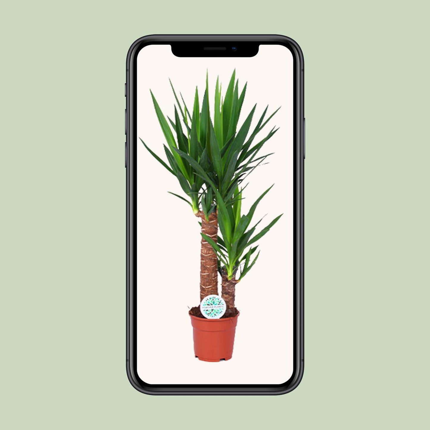 Yucca Pflanze Ø17cm – 80cm hoch | Pflanzfix24.de - Pflanzfix24.de