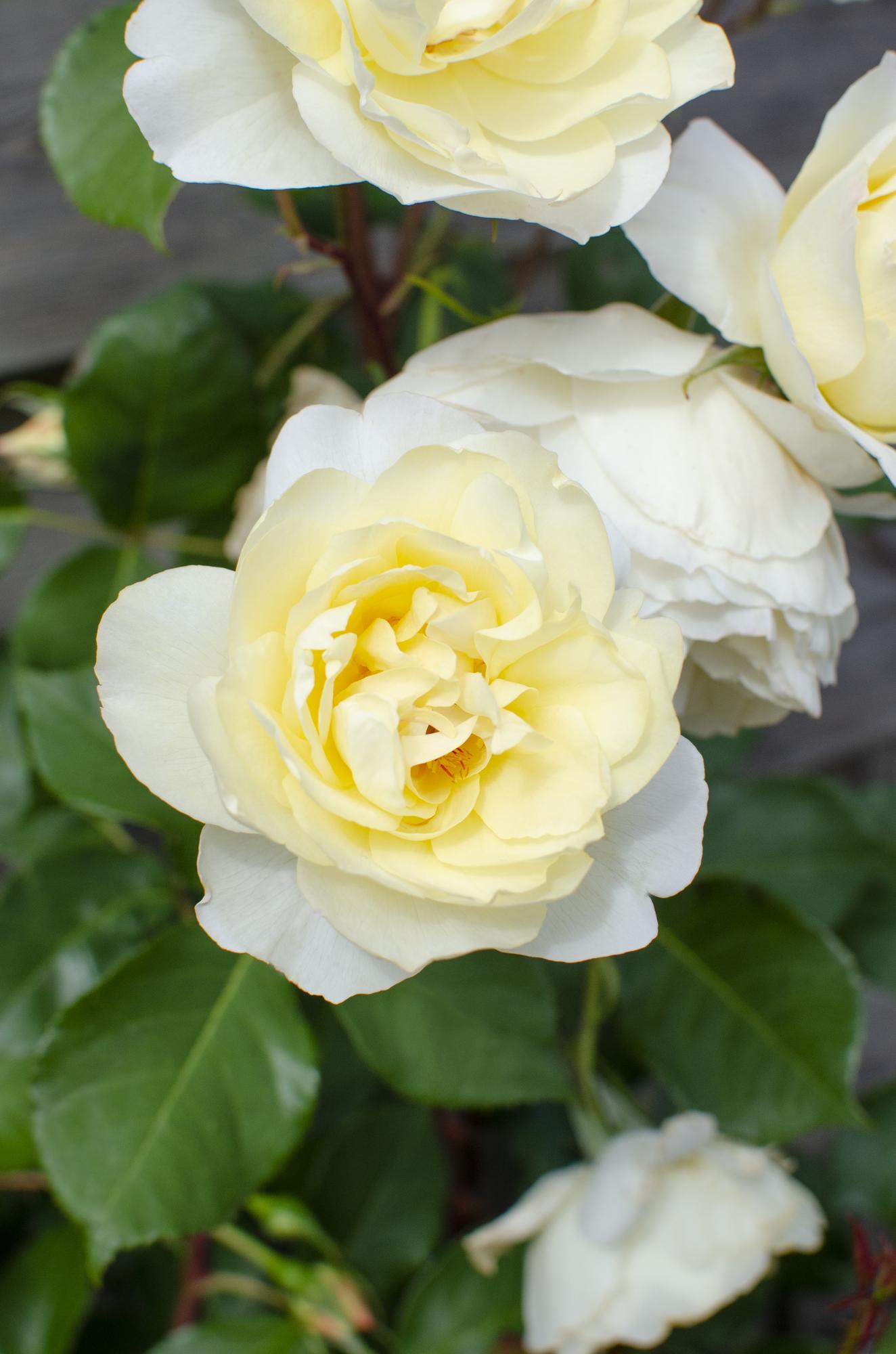 3x - Rosa Crazy in love 'Vanilla' - Pflanzfix24.de - Pflanzfix24.de