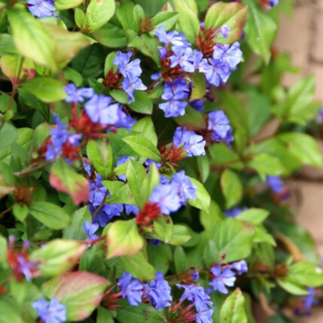 Ceratostigma 6er Pflanzset für Herbstgarten - Pflanzfix24