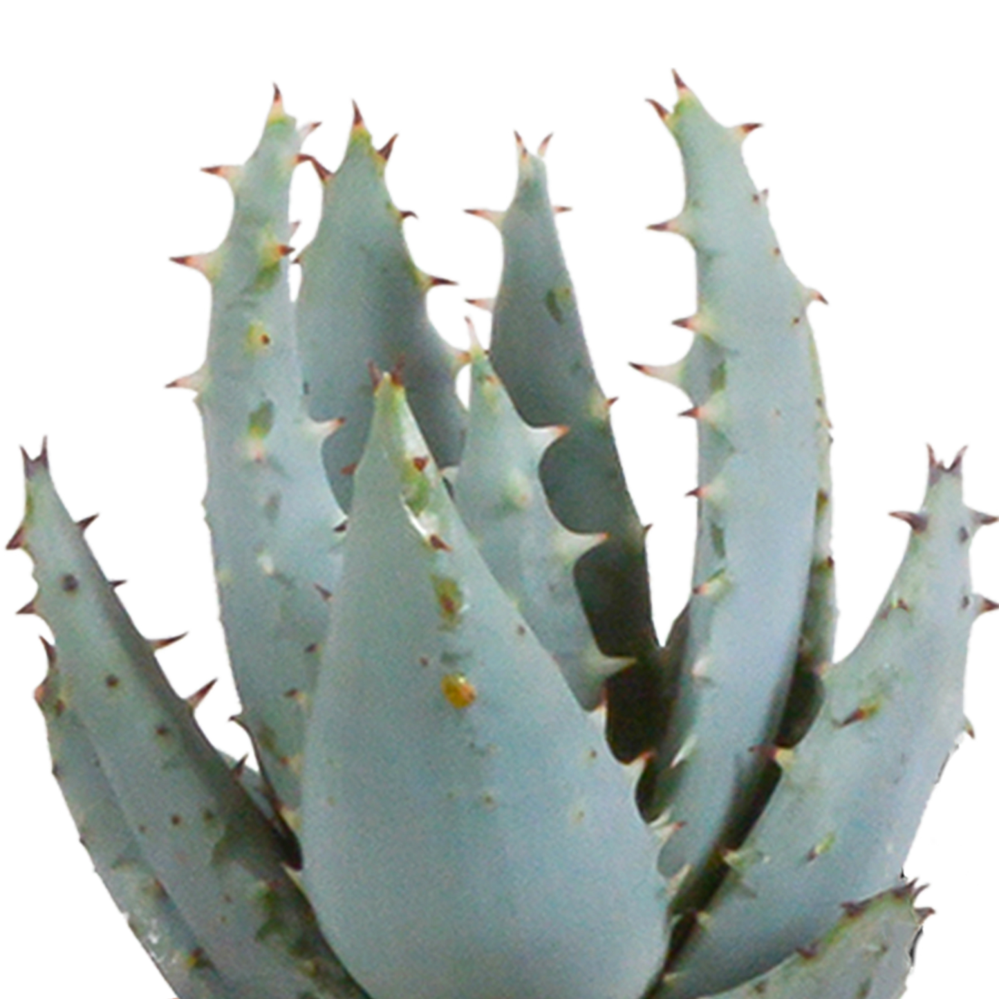 Cactus en vetplanten Mischung 5,5 cm | 15 stück - in witte pot - Pflanzfix24.de - Pflanzfix24.de