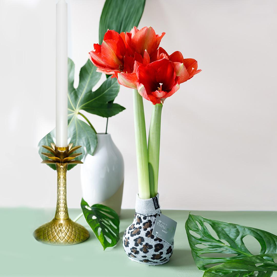No Water Flowers® Fashionz Animal Mix (3er Pack) + Rote Blume - Pflanzfix24