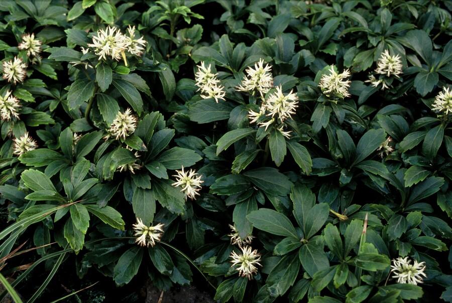 12x Pachysandra 'Green Sheen' – immergrüner Bodendecker | Pflanzfix24.de - Pflanzfix24.de