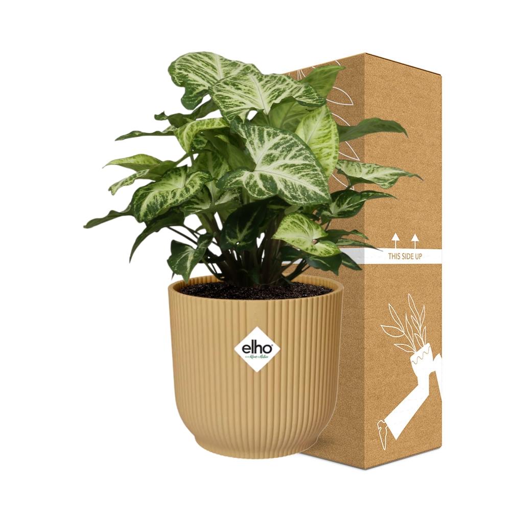 Syngonium Arrow in ELHO Vibes Fold 14cm geel - Pflanzfix24