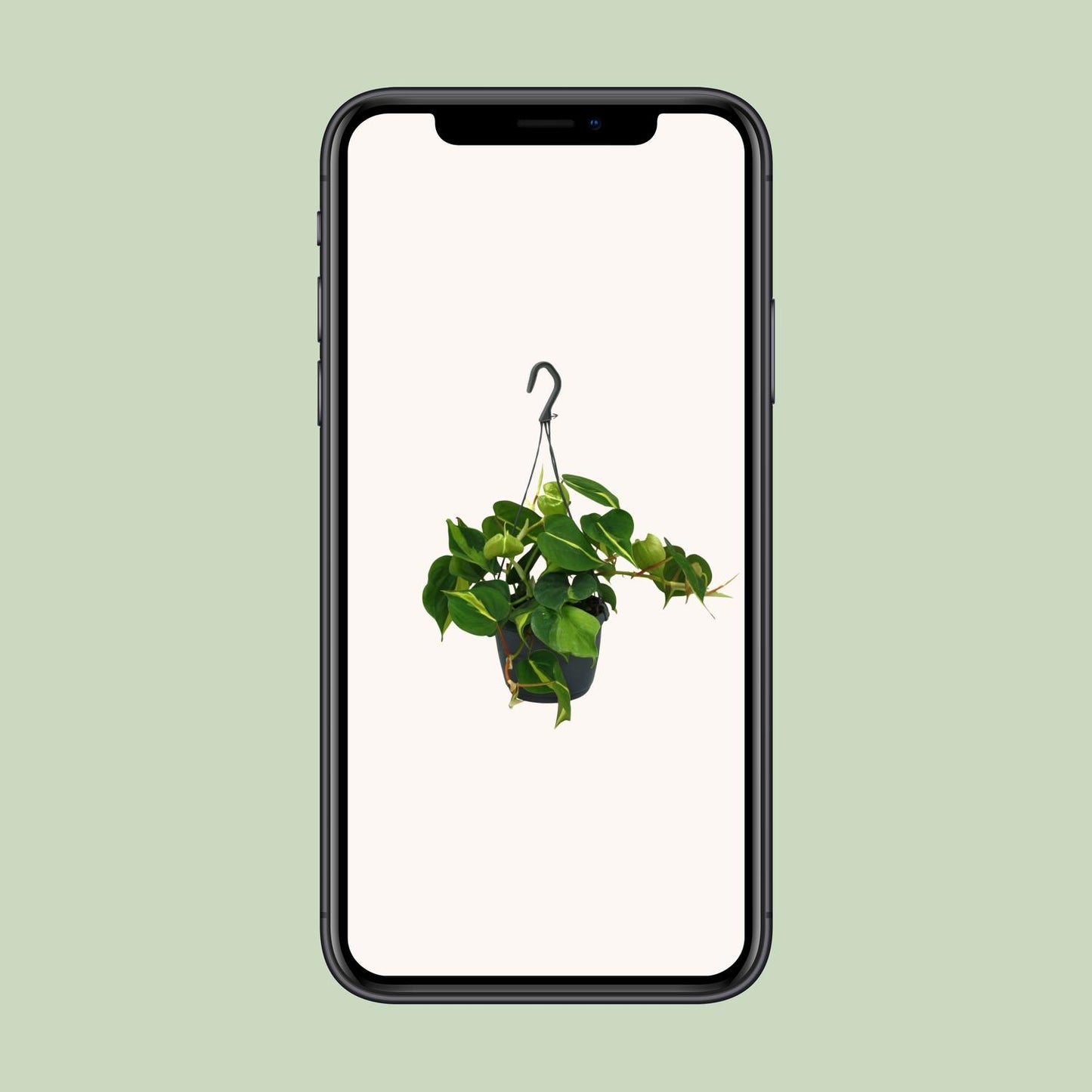 Philodendron Scandens Brasil 35cm Ø15cm – Zimmerpflanze | Pflanzfix24.de - Pflanzfix24.de