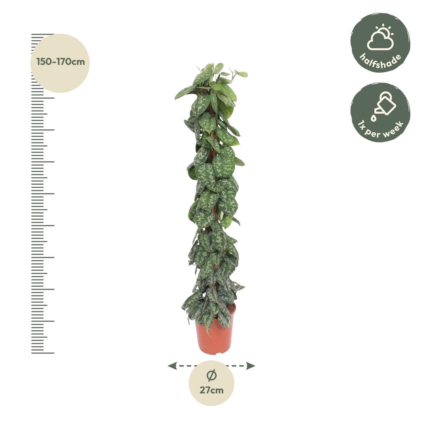Scindapsus Pictus Trebie Moosstab 160cm – Kletterpflanze | Pflanzfix24.de - Pflanzfix24.de