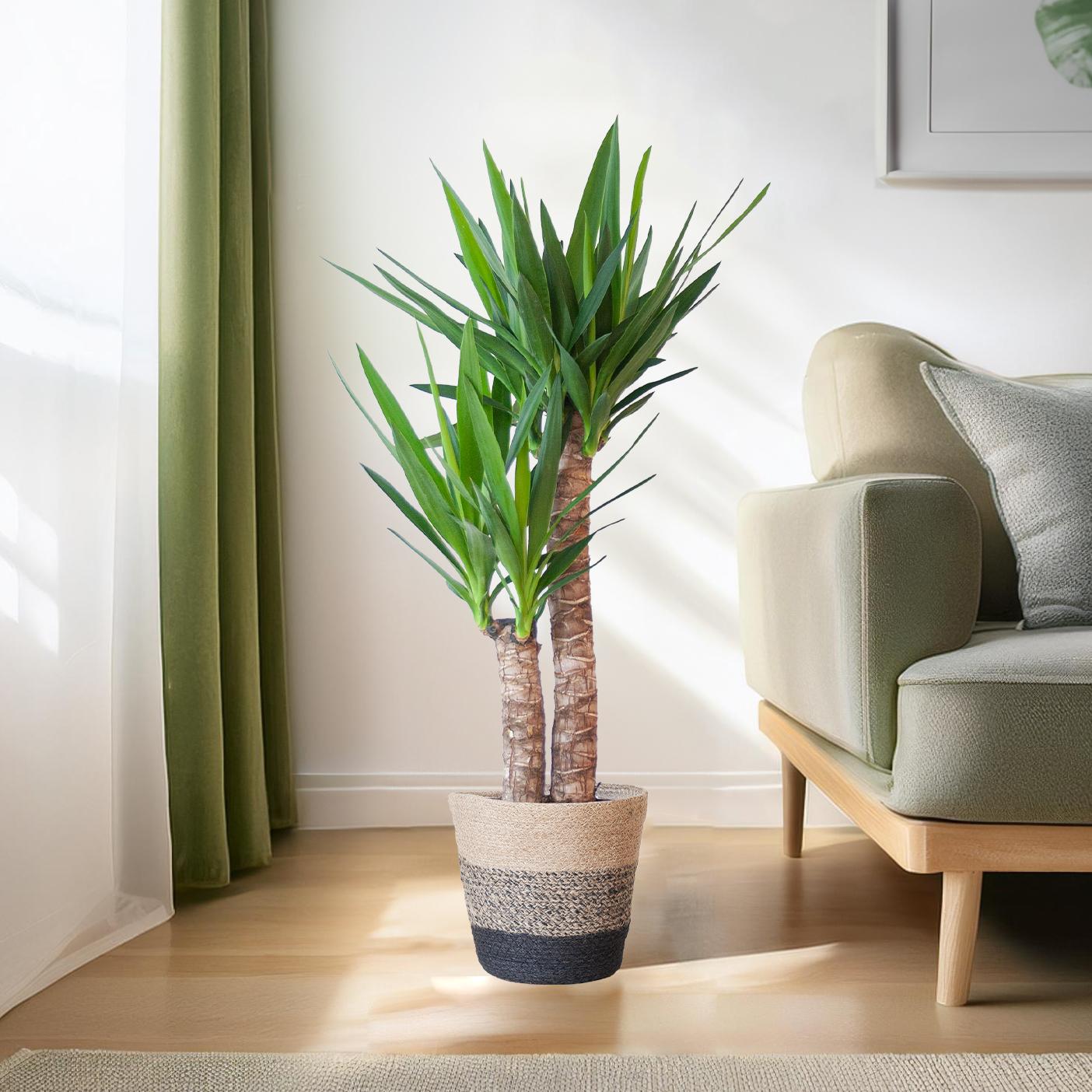 Yucca Elephantipes 90cm mit schwarzem Korb – Pflanzfix24.de - Pflanzfix24.de