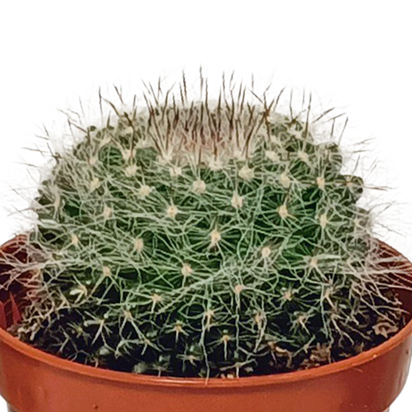Kakteenmischung 5,5 cm - 10x - zonder pot | Pflanzfix24.de - Pflanzfix24.de