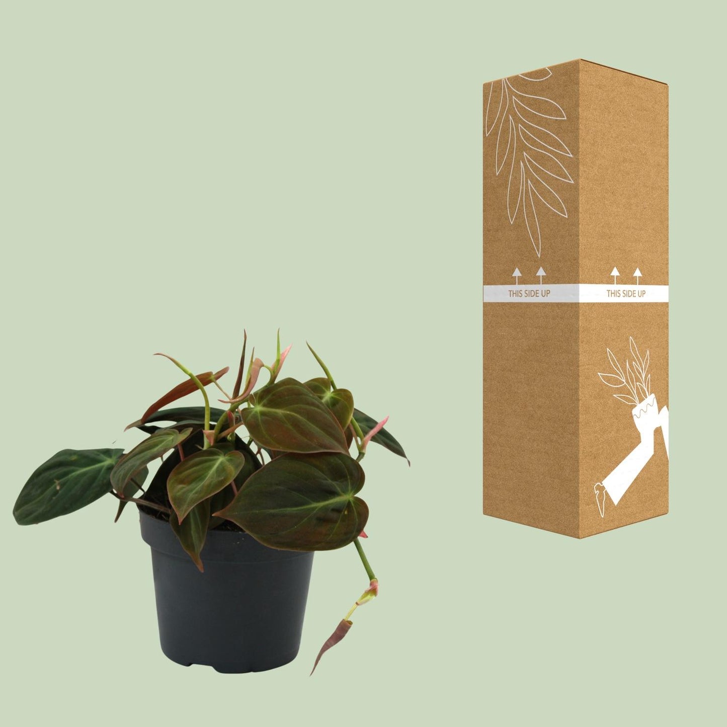 Philodendron Micans - Ø12cm - ↕15cm bei Pflanzfix24