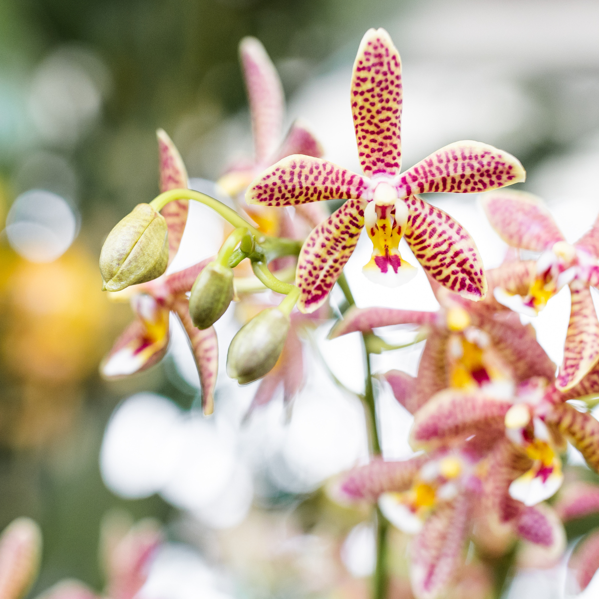 Spider Phalaenopsis Orchidee Orange Ø9cm | Pflanzfix24.de - Pflanzfix24.de