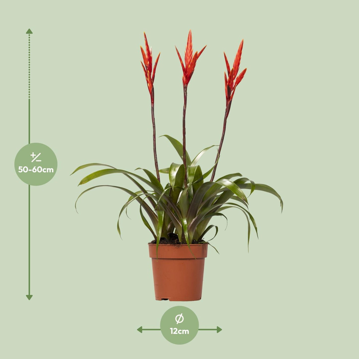 Vriesea Zimmerpflanze Ø12cm, 55cm hoch – Pflanzfix24.de - Pflanzfix24.de