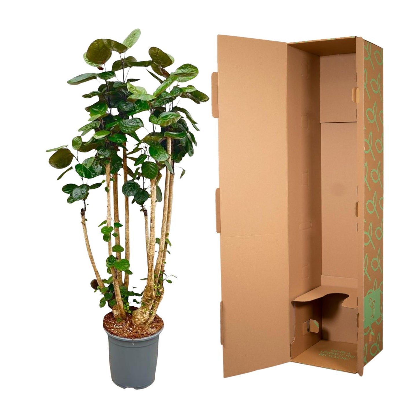 Polysicas Fabian XXL 160cm Ø30 – Indoor Grünpflanze | Pflanzfix24