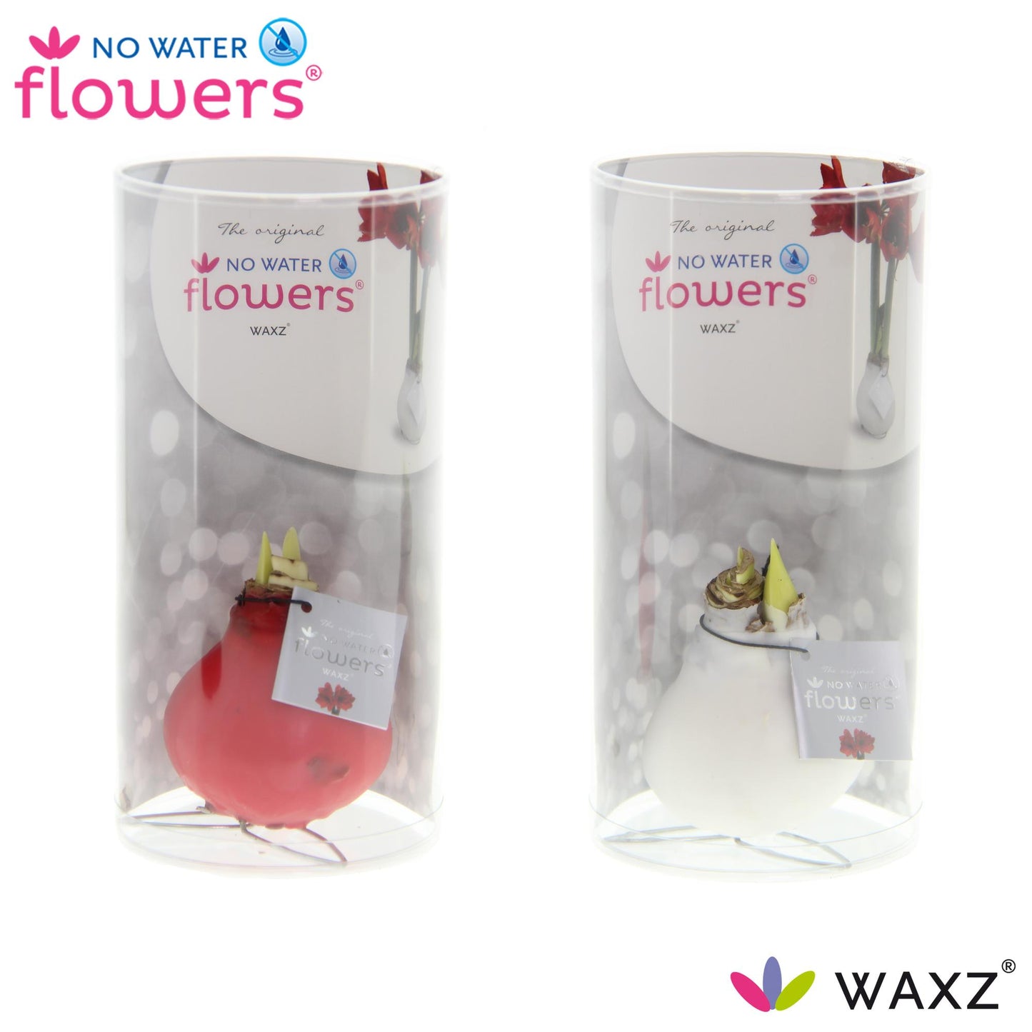 No Water Flowers Waxz Kolibri Mix in Koker - 2 Stücke - Ø7 cm - ↕15 cm - Pflanzfix24