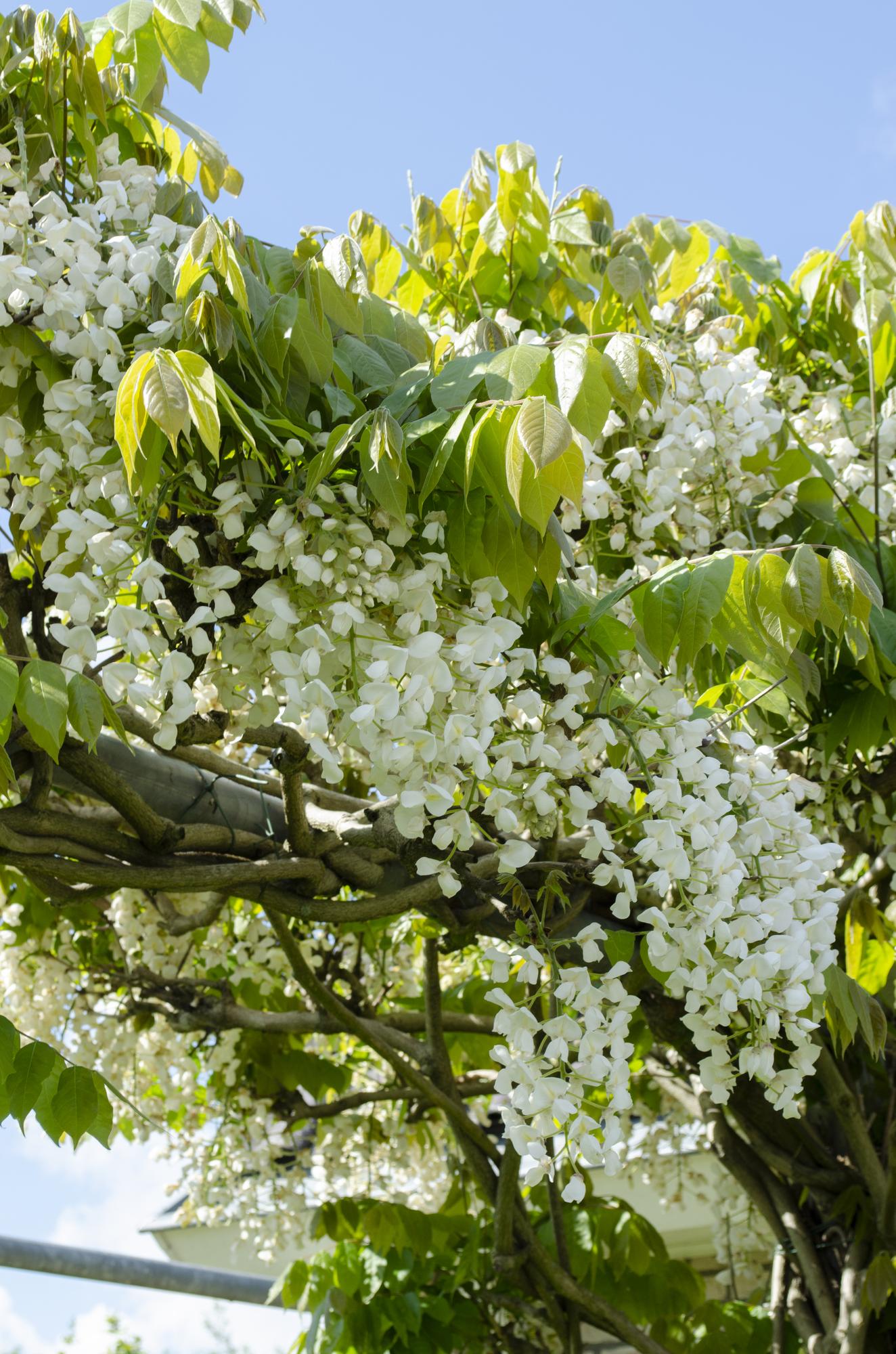 2x Wisteria floribunda 'Longissima Alba' - 65cm - Ø15 - Pflanzfix24.de - Pflanzfix24.de