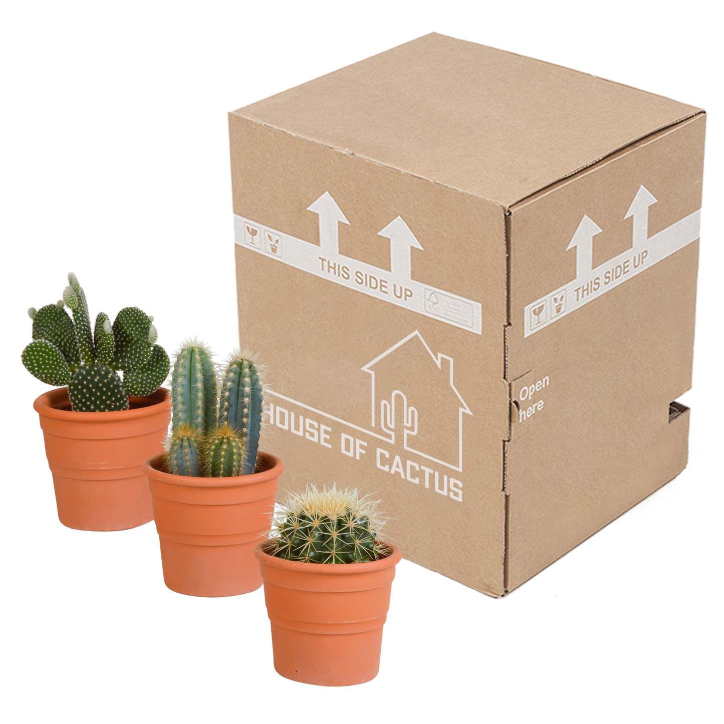 Kakteenmischung 10,5 cm - 3x - in terracotta pot by Pflanzfix24.de - Pflanzfix24.de