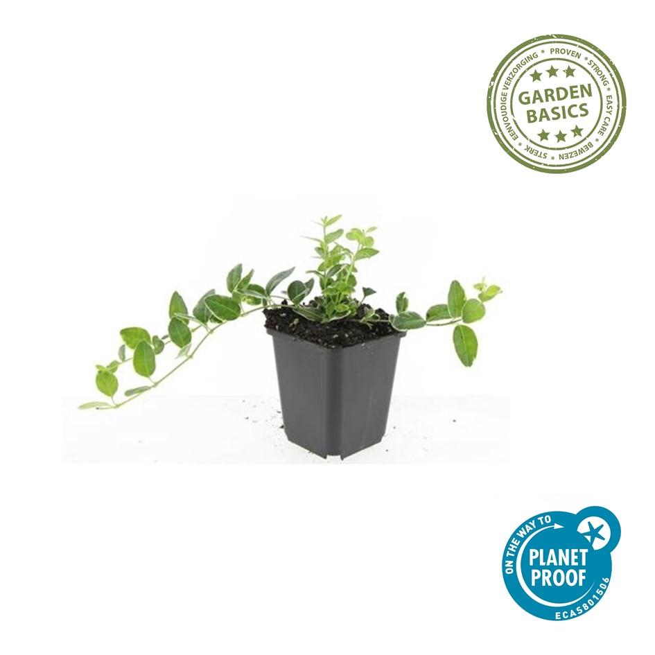 40x Vinca minor Argenteovariegata Bodendecker - Pflanzfix24
