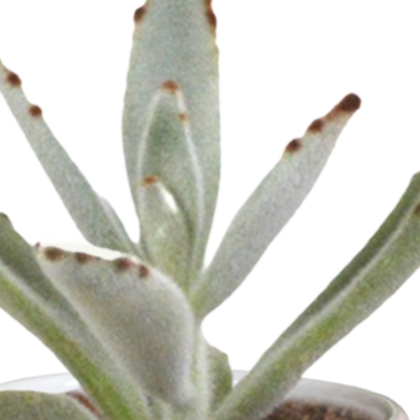 Cactus en vetplanten Mischung 5,5 cm | 15 stück - in witte pot - Pflanzfix24.de - Pflanzfix24.de