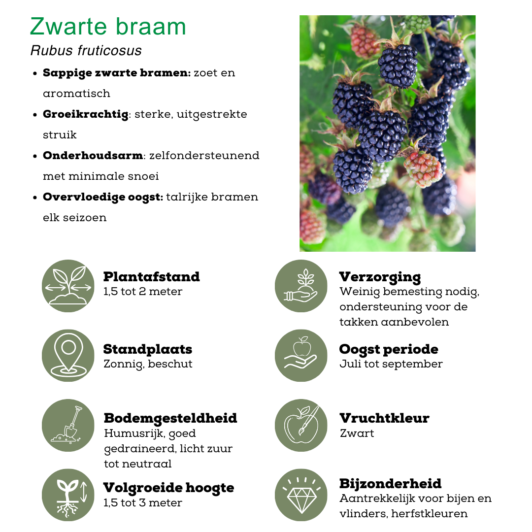 Fruchtparadis BIO Obstpflanzen Set - 4 Sorten - pflanzfix24