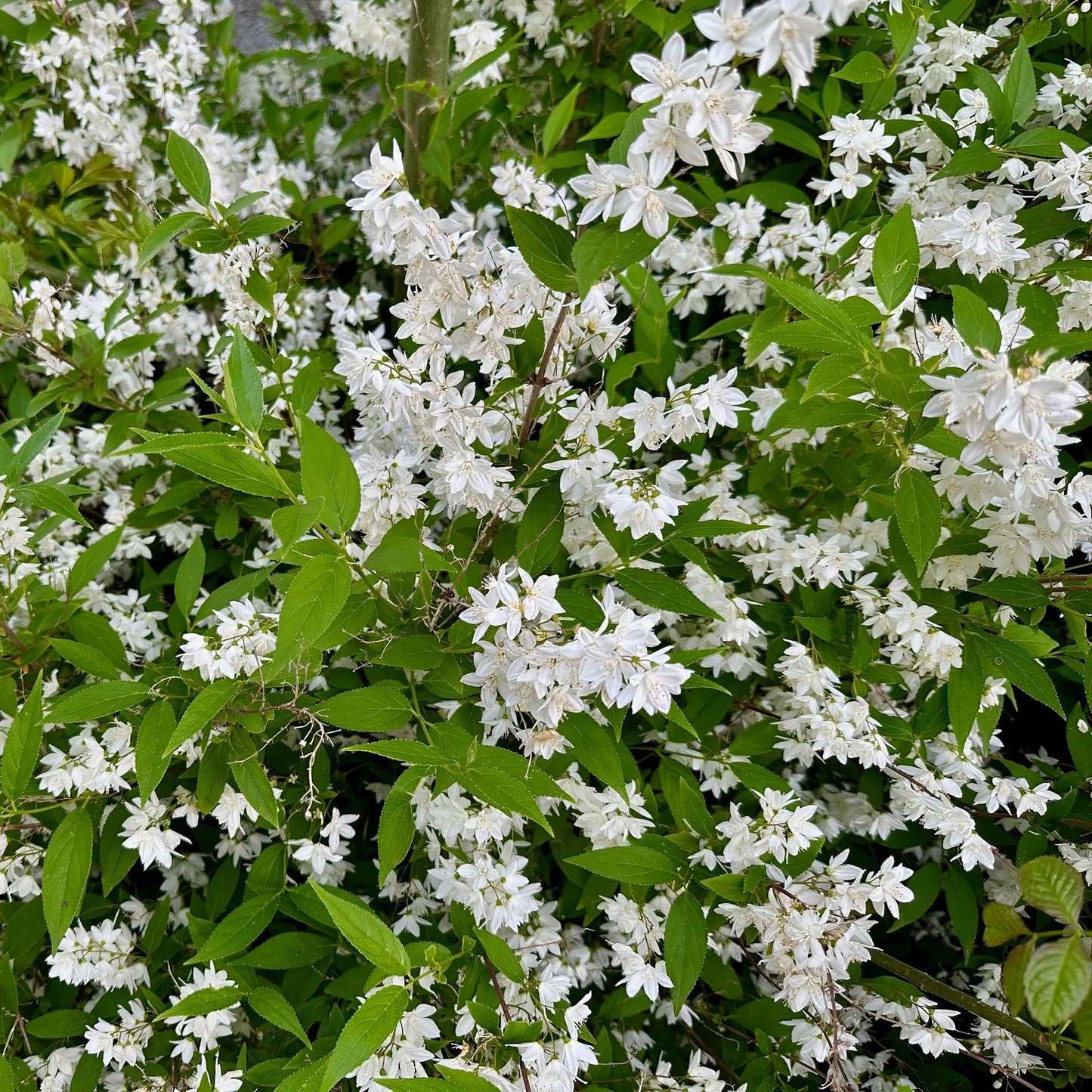 Pflanzfix24.de - Deutzia Gracilis - Blüte Weiß - 1 Pflanze - Topf 17cm - Pflanzfix24.de